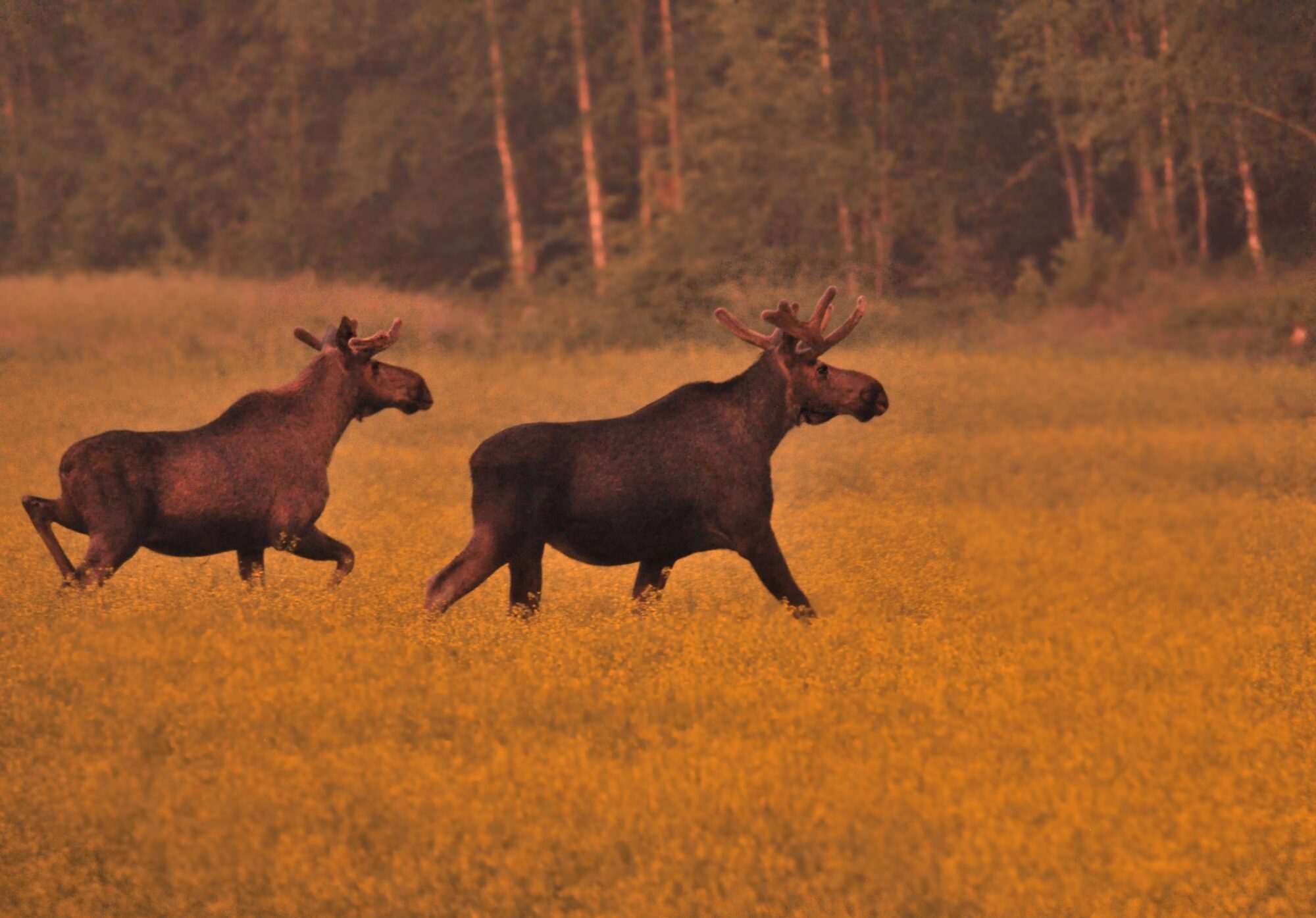 Valokuvaaja: Jenni Merilä