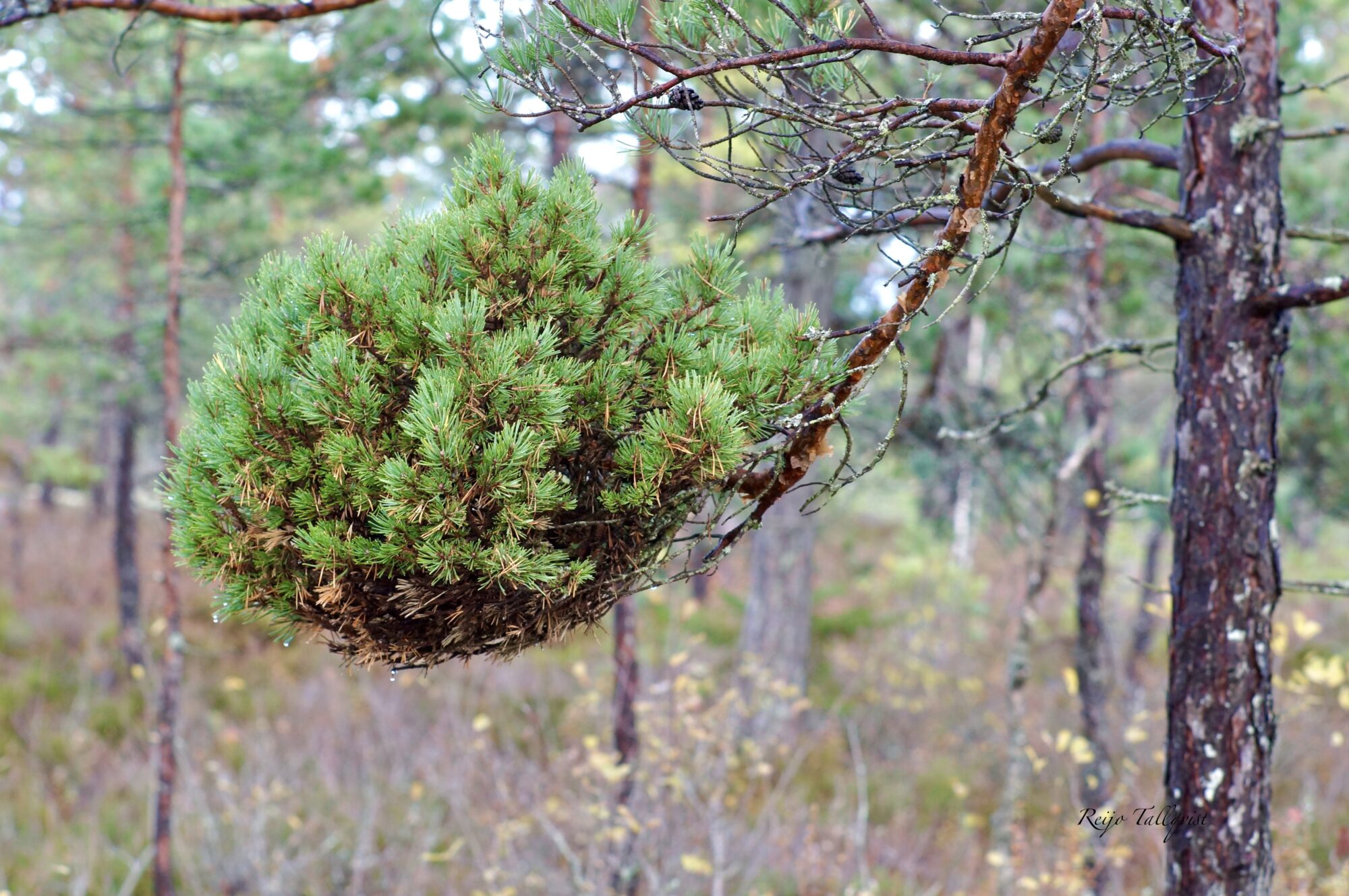 Valokuvaaja: Reijo Tallqvist