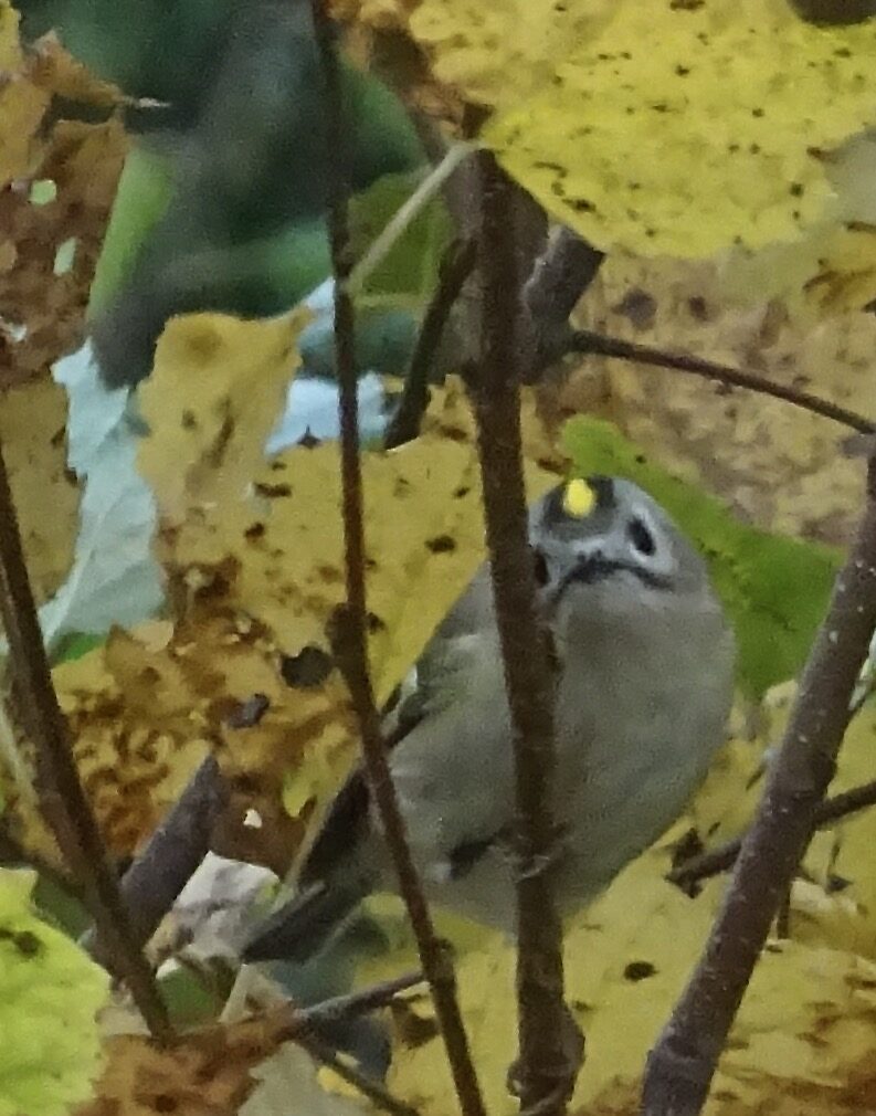 Valokuvaaja: Liisa Niiva-Korpela