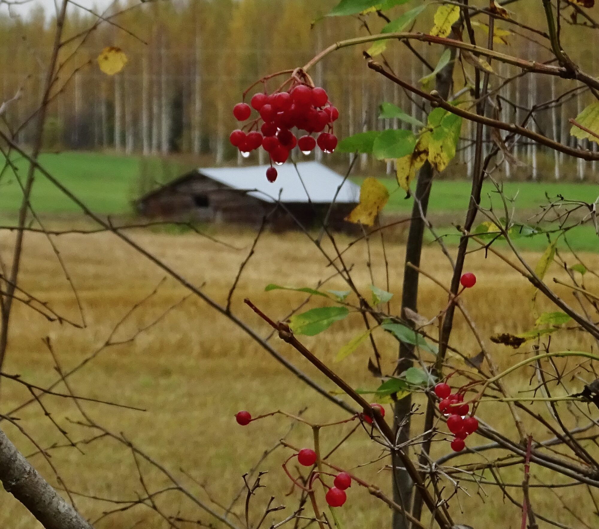 Valokuvaaja: Liisa Niiva-Korpela