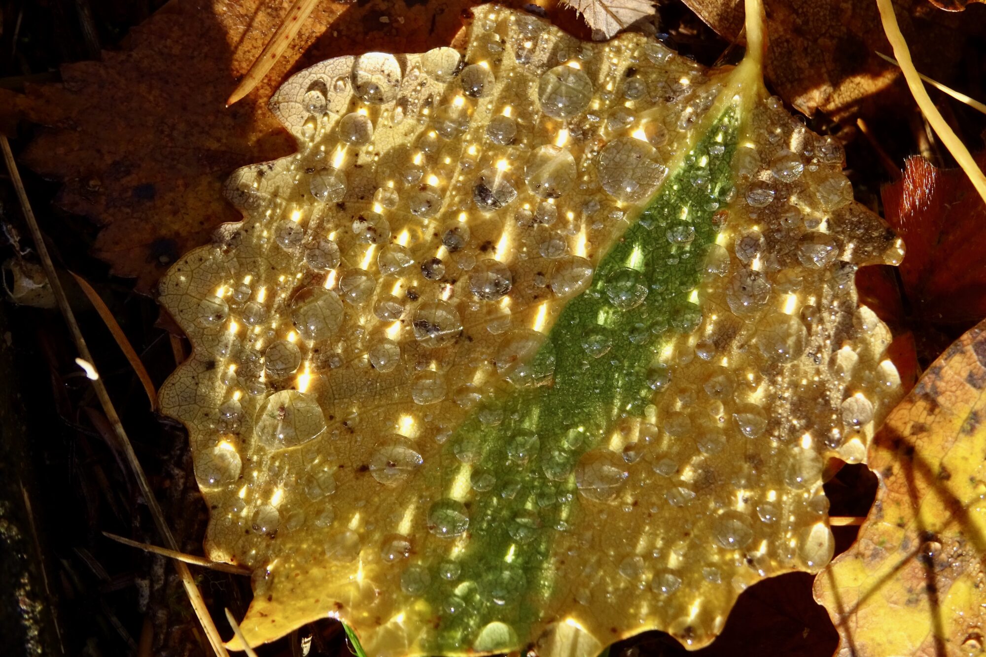 Valokuvaaja: Liisa Niiva-Korpela