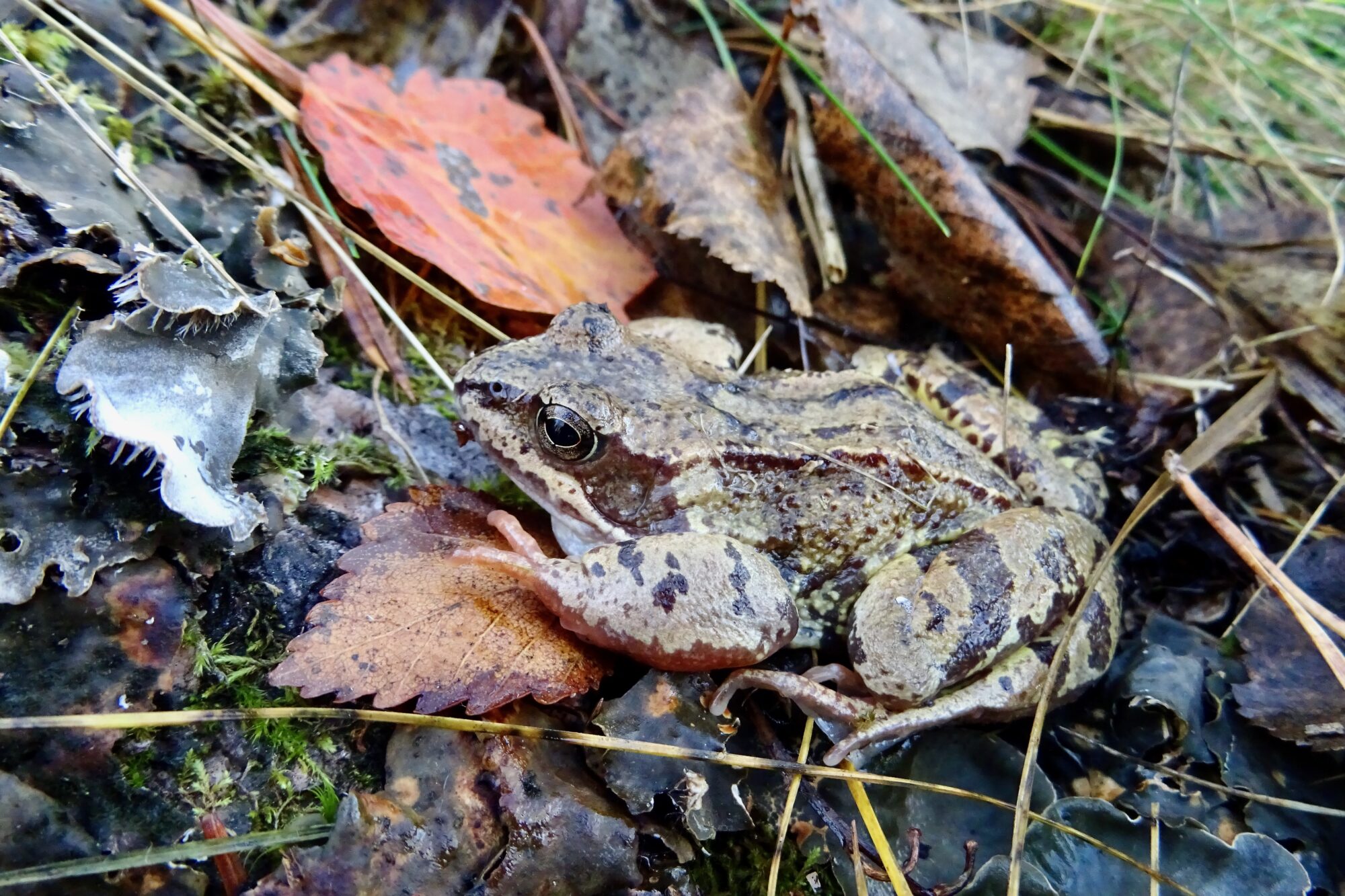 Valokuvaaja: Liisa Niiva-Korpela