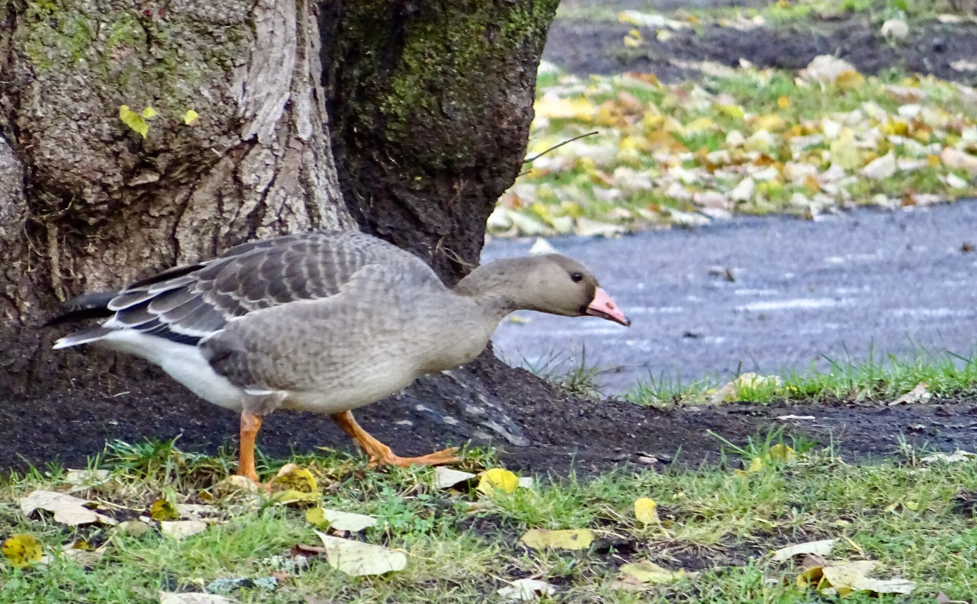 Valokuvaaja: Liisa Niiva-Korpela