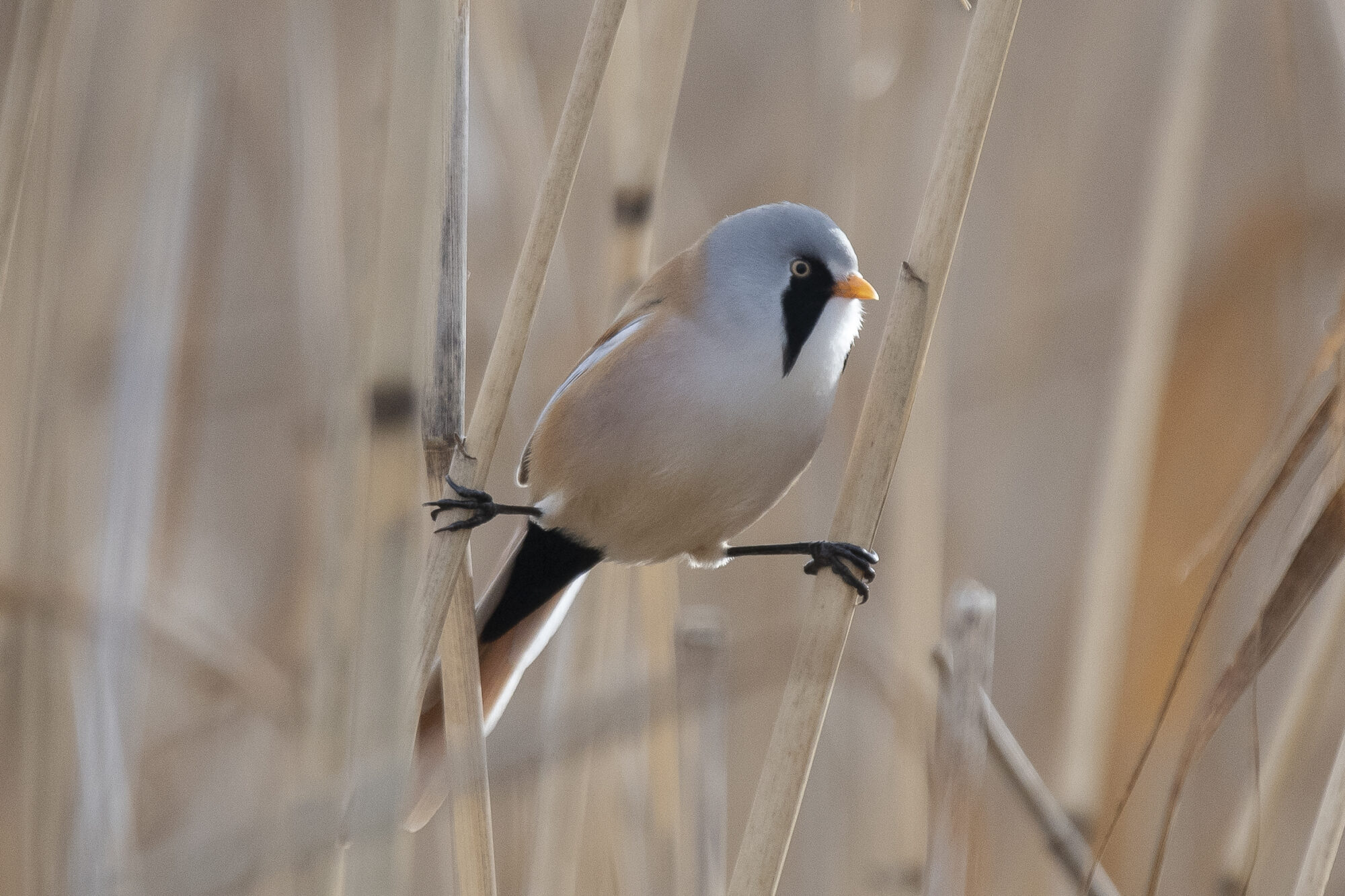 Valokuvaaja: Jyrki Lähde Valokuvaaja: Jyrki Lähde