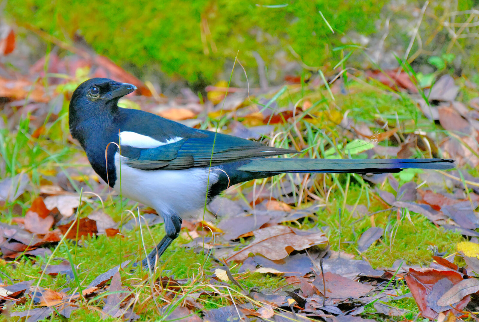 Valokuvaaja: Reijo Juurinen