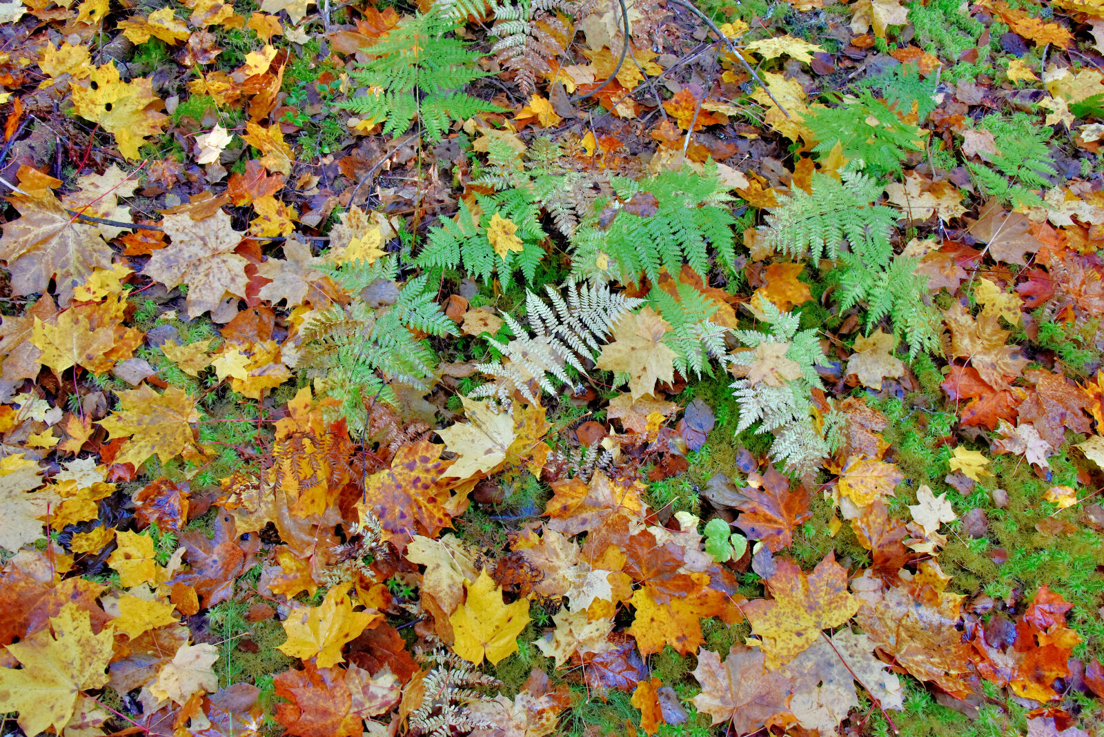 Valokuvaaja: Reijo Juurinen