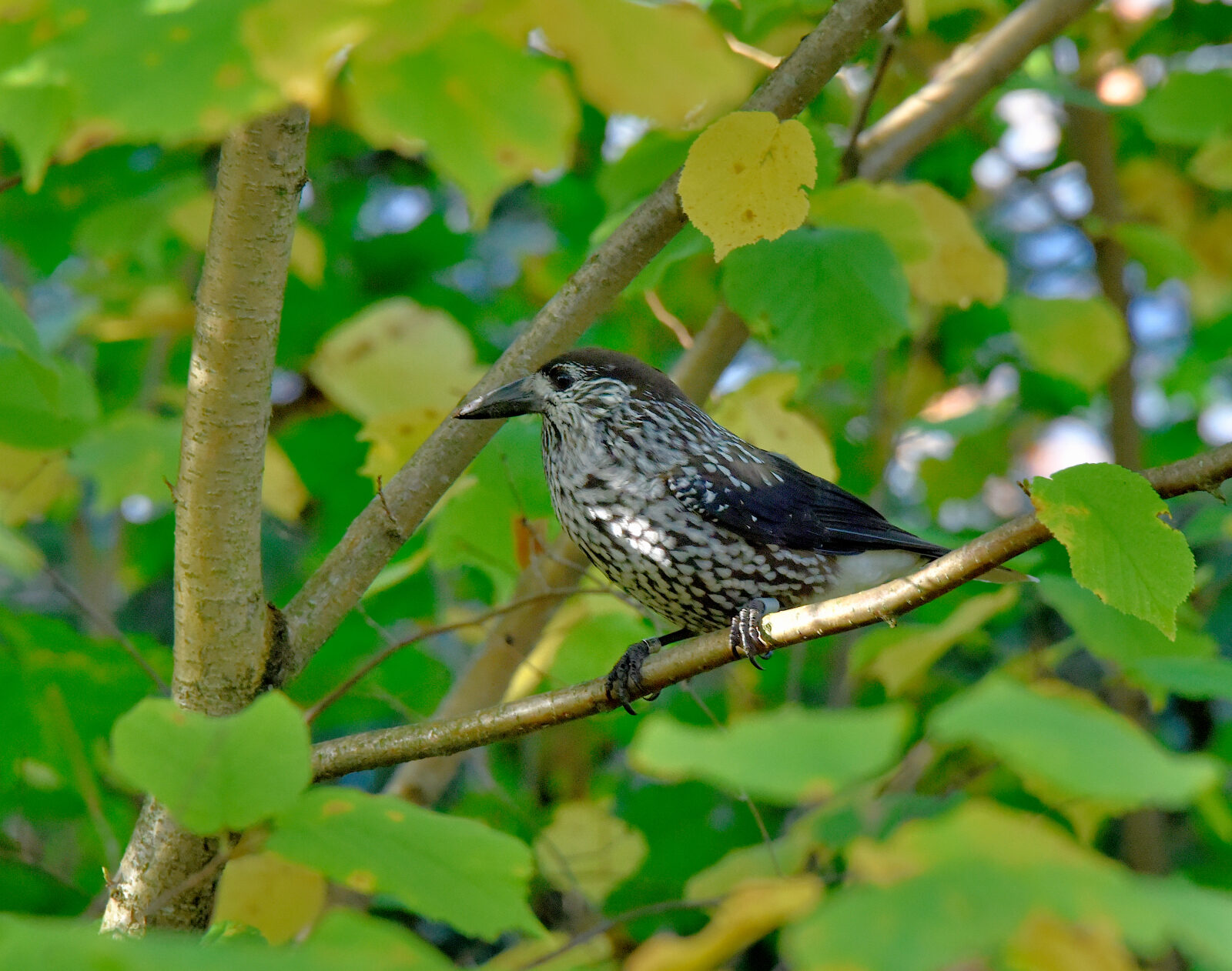 Valokuvaaja: Reijo Juurinen