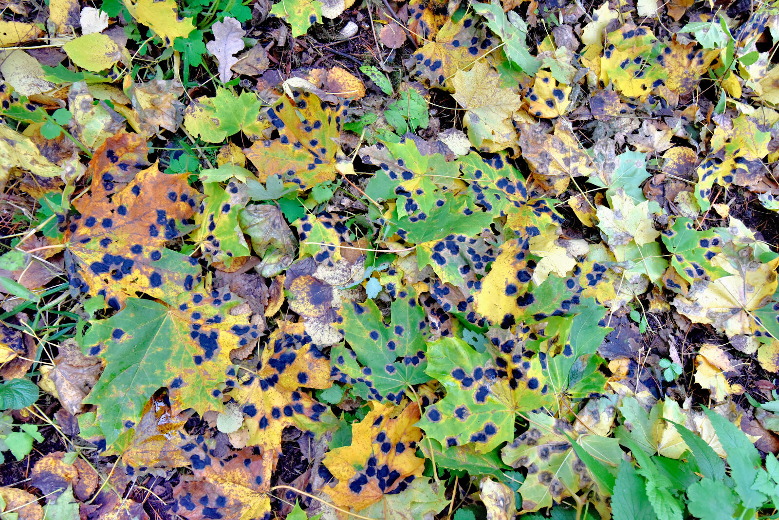 Valokuvaaja: Reijo Juurinen