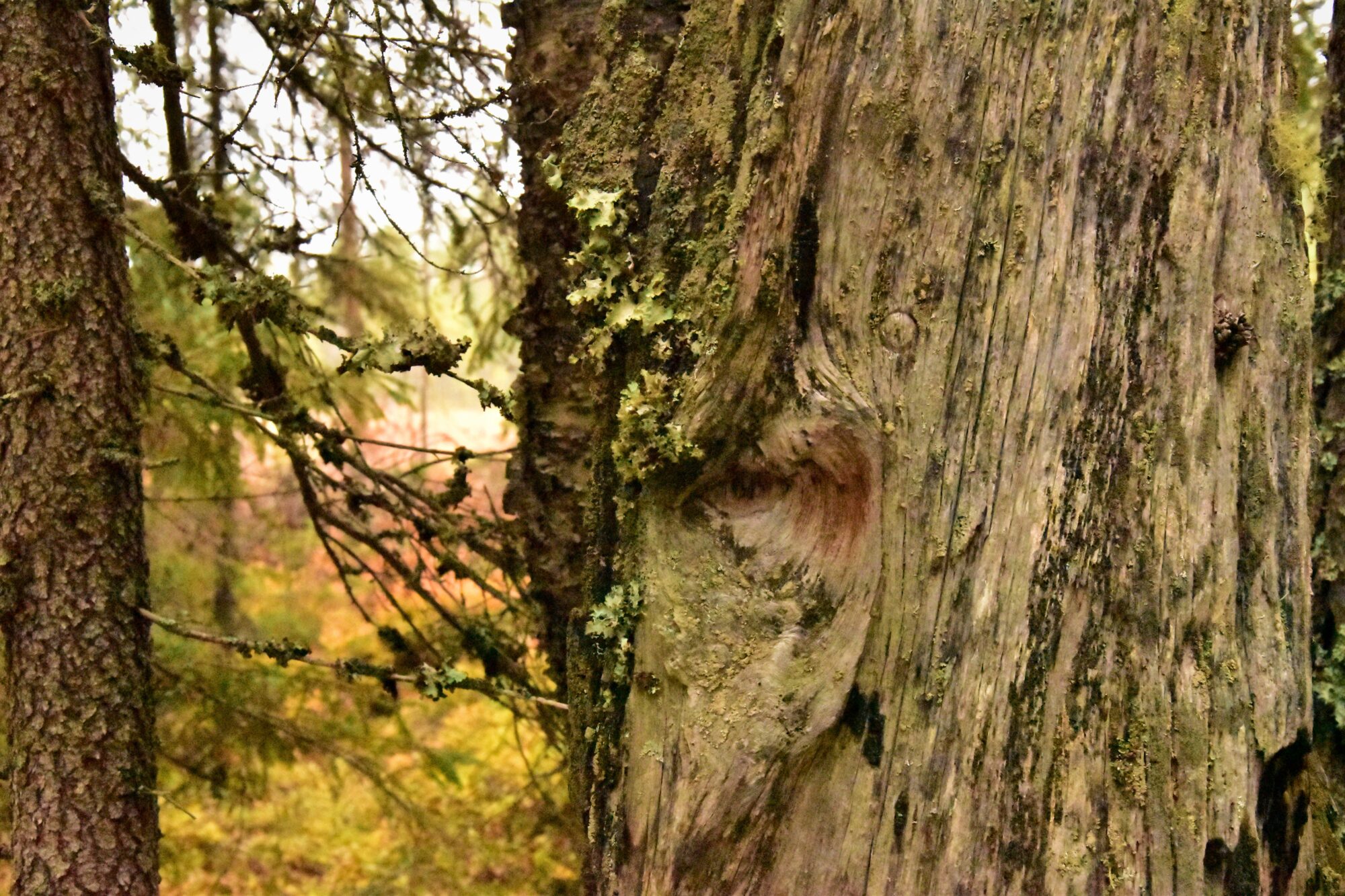 Valokuvaaja: Lahja Toivanen