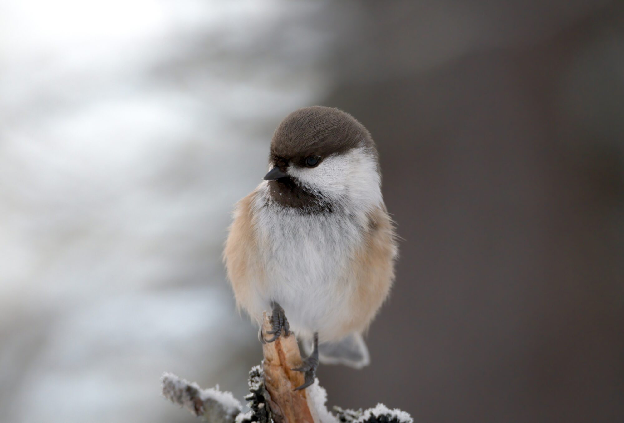 Valokuvaaja: Joose Hentilä