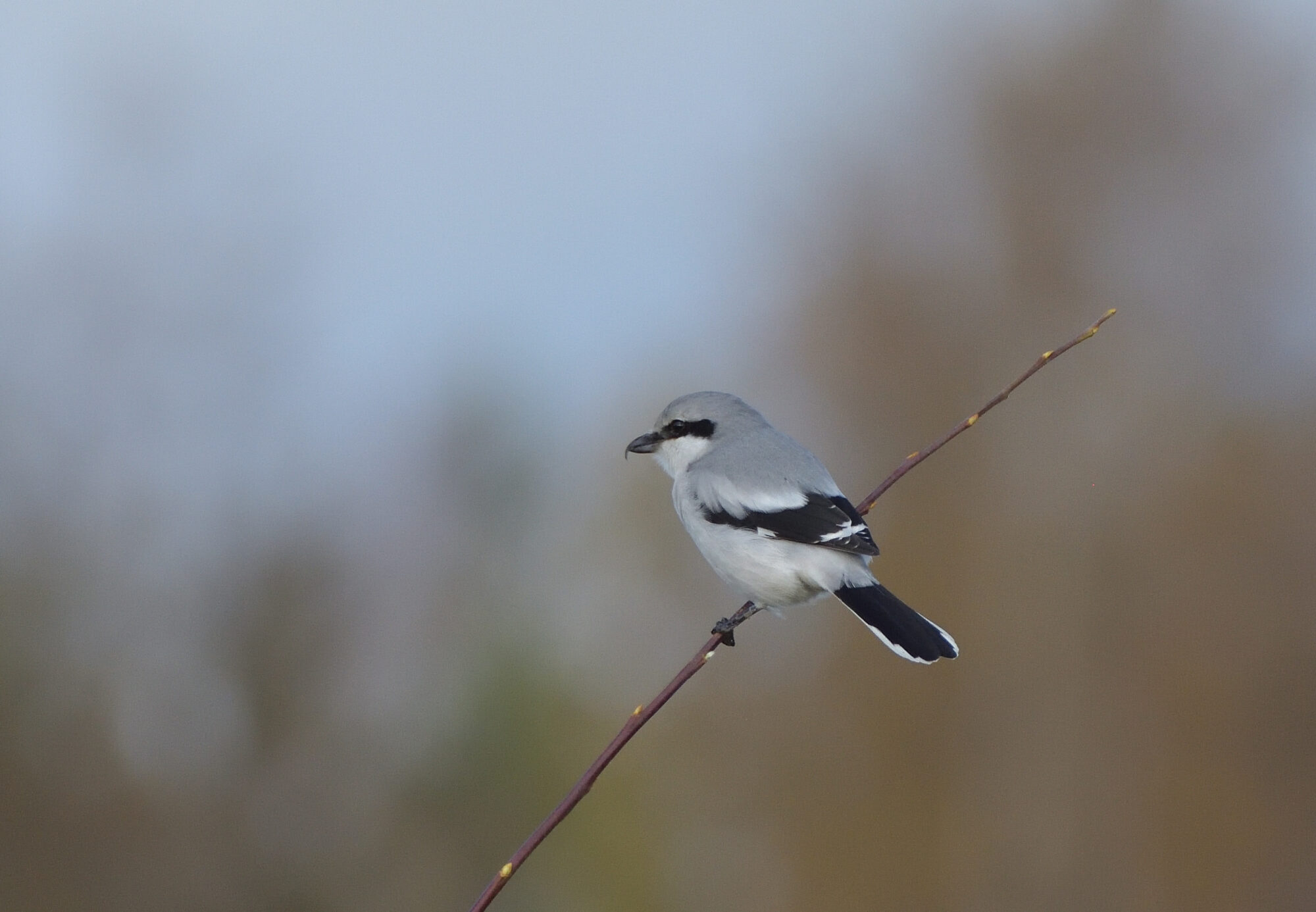 Valokuvaaja: Asko Heikkinen
