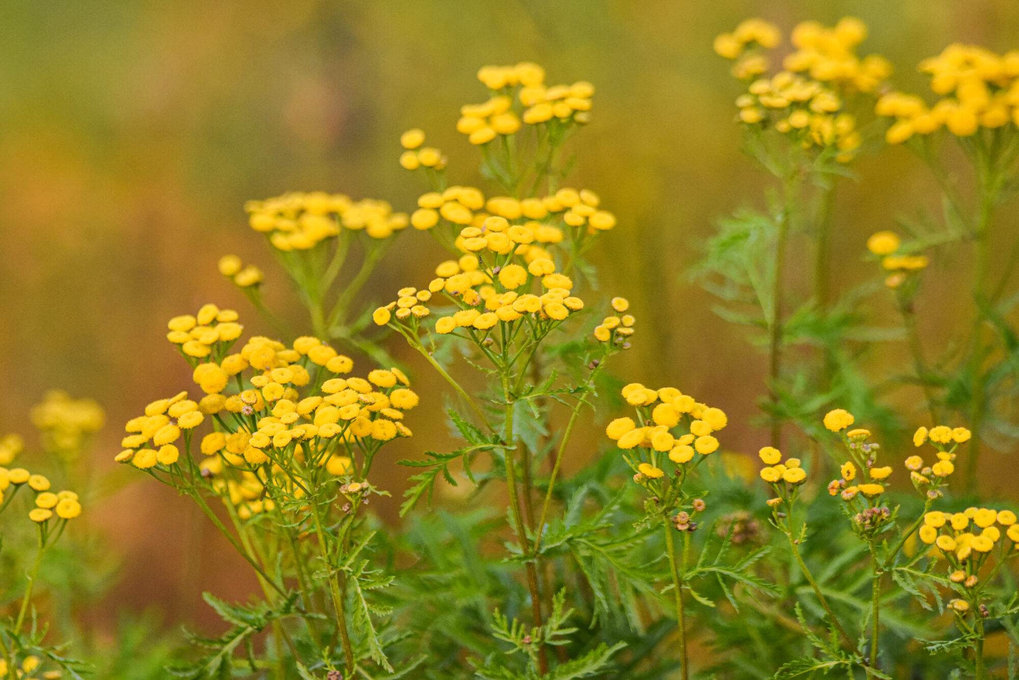 Valokuvaaja: Maija Savolainen