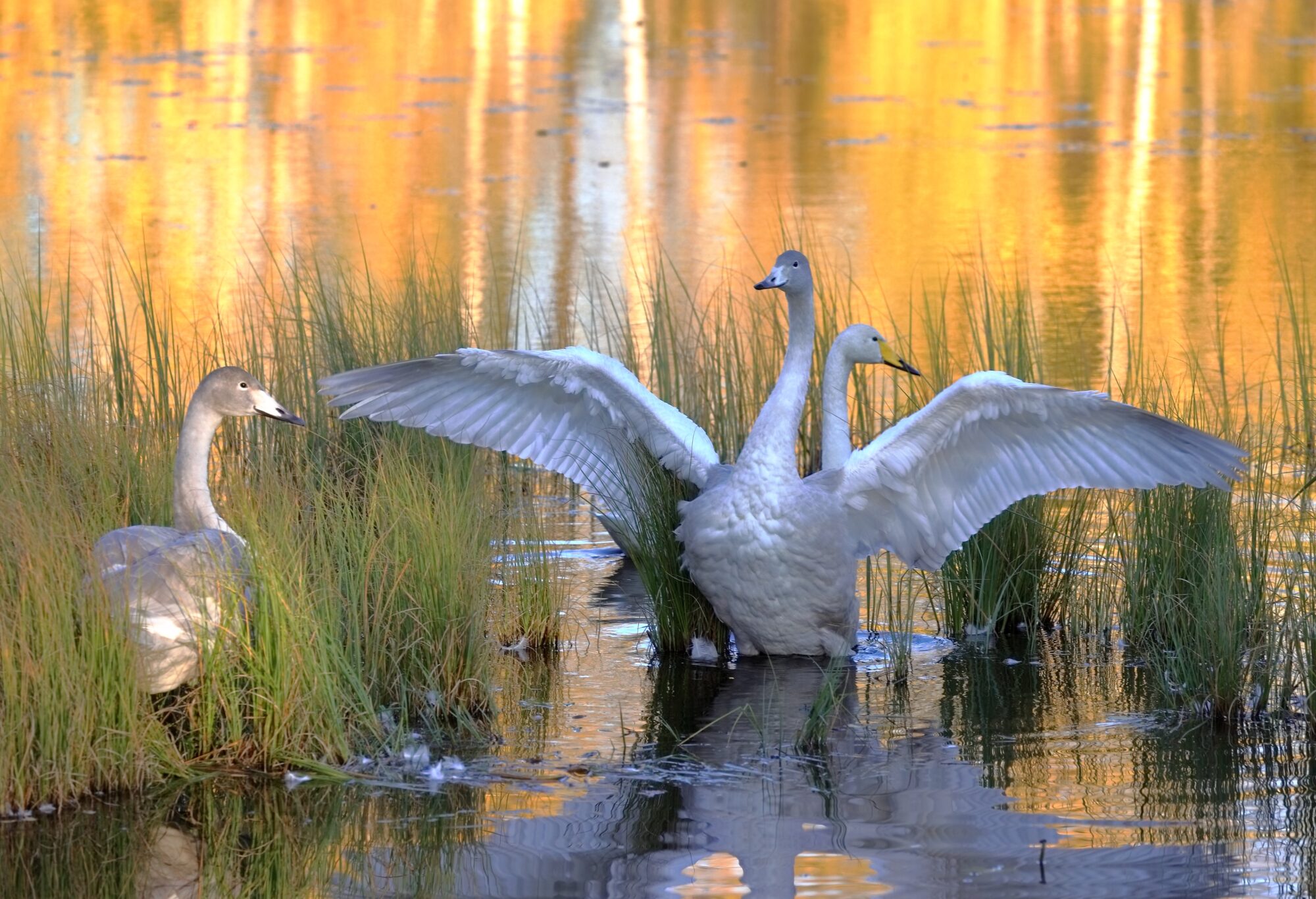 Valokuvaaja: Ari Branthin