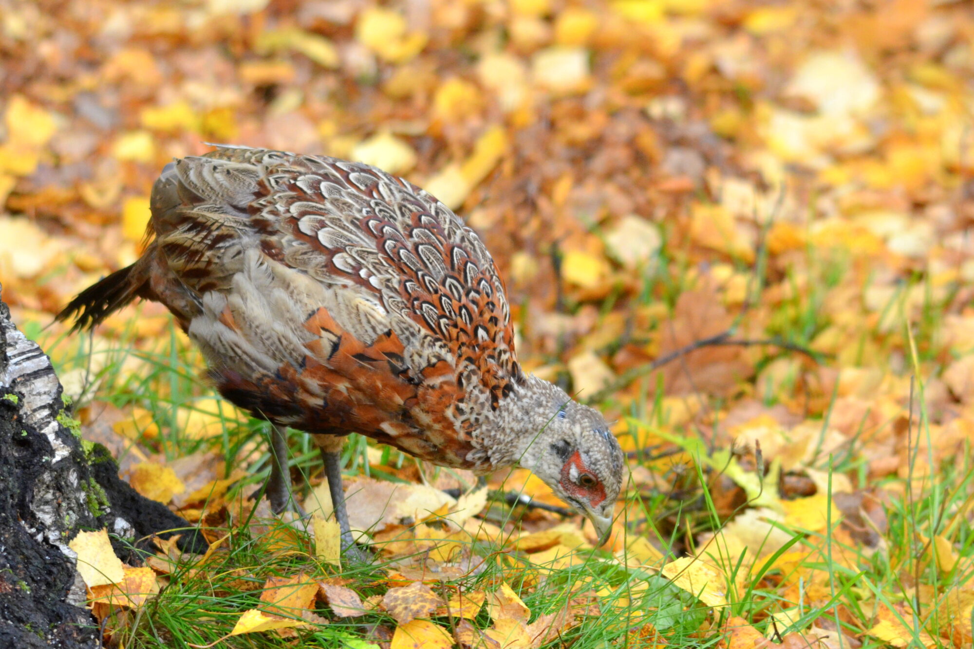 Valokuvaaja: Kaarlo Asikainen