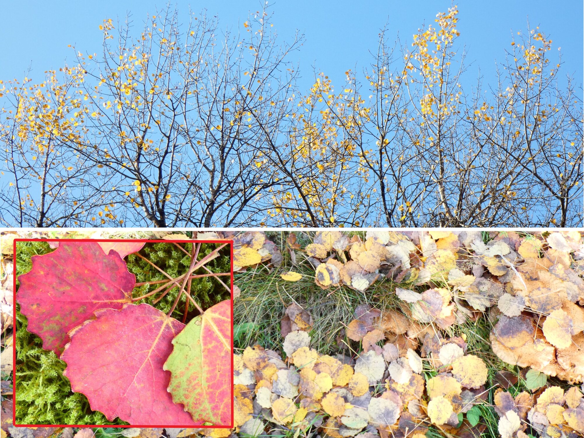 Valokuvaaja: Pekka Heino