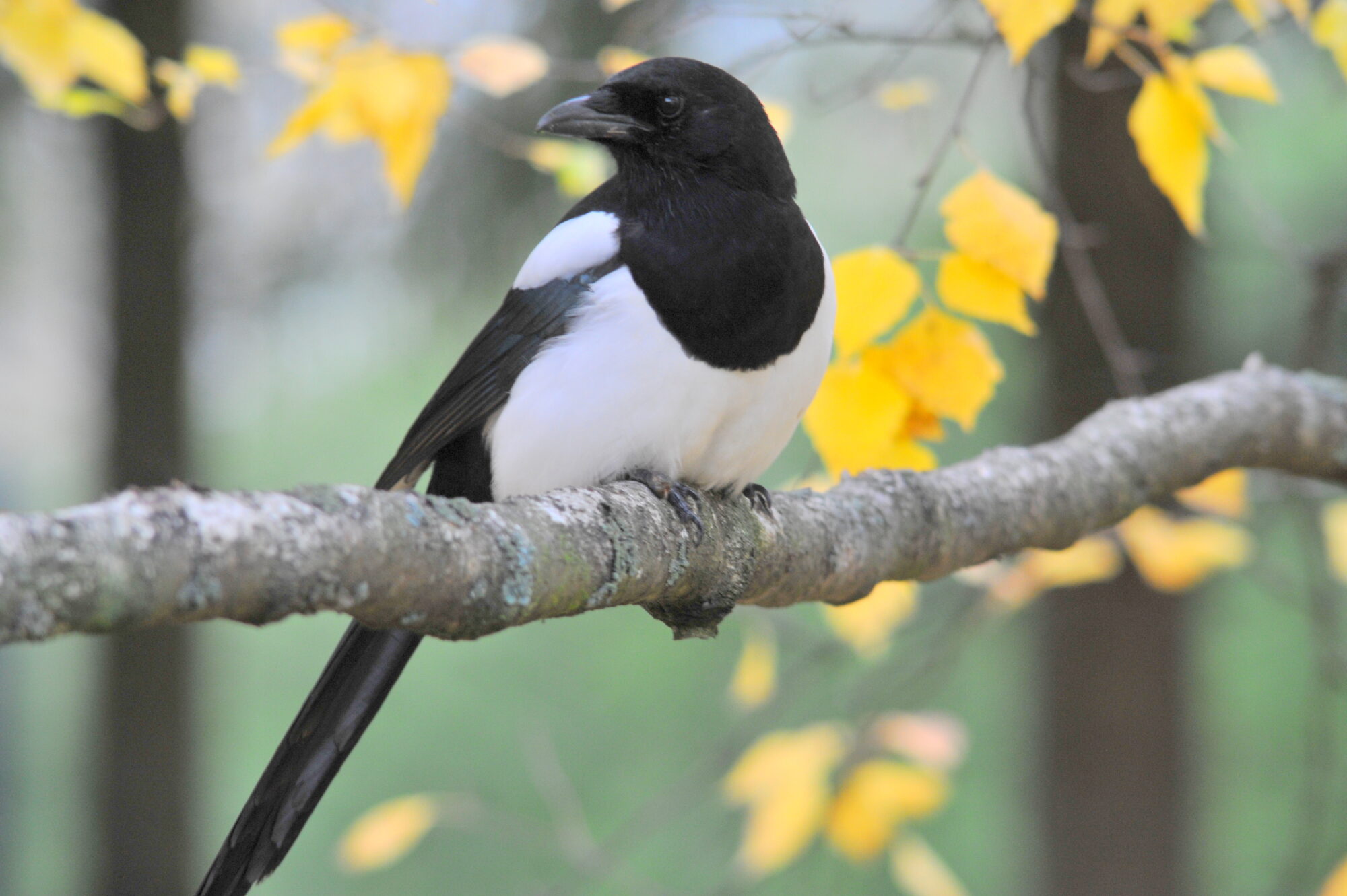 Valokuvaaja: Kaarlo Asikainen