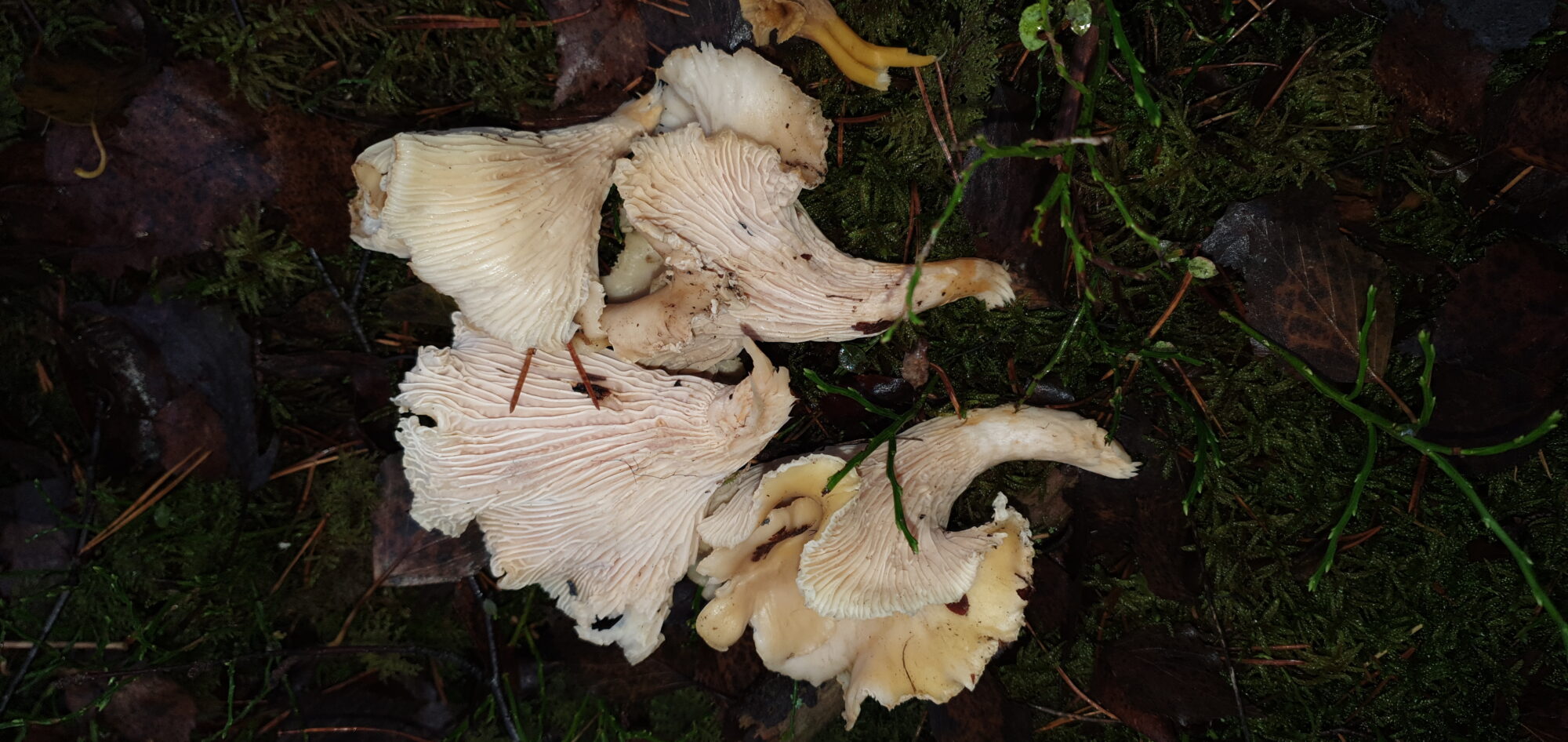 Valokuvaaja: Kim mattsson