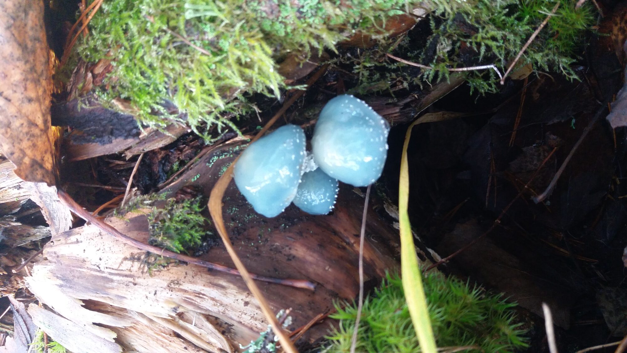 Valokuvaaja: Anne Seittenranta Valokuvaaja: Anne Seittenranta