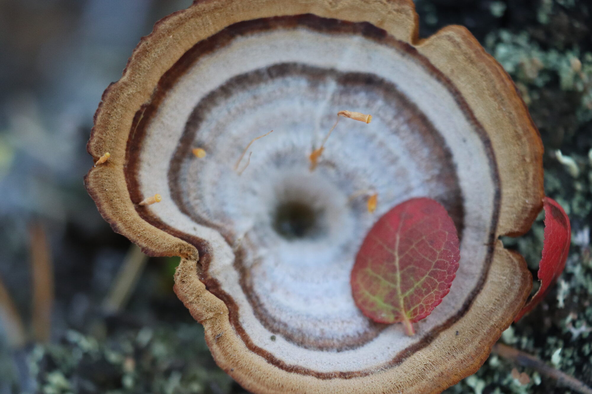 Valokuvaaja: Irja Lehtinen