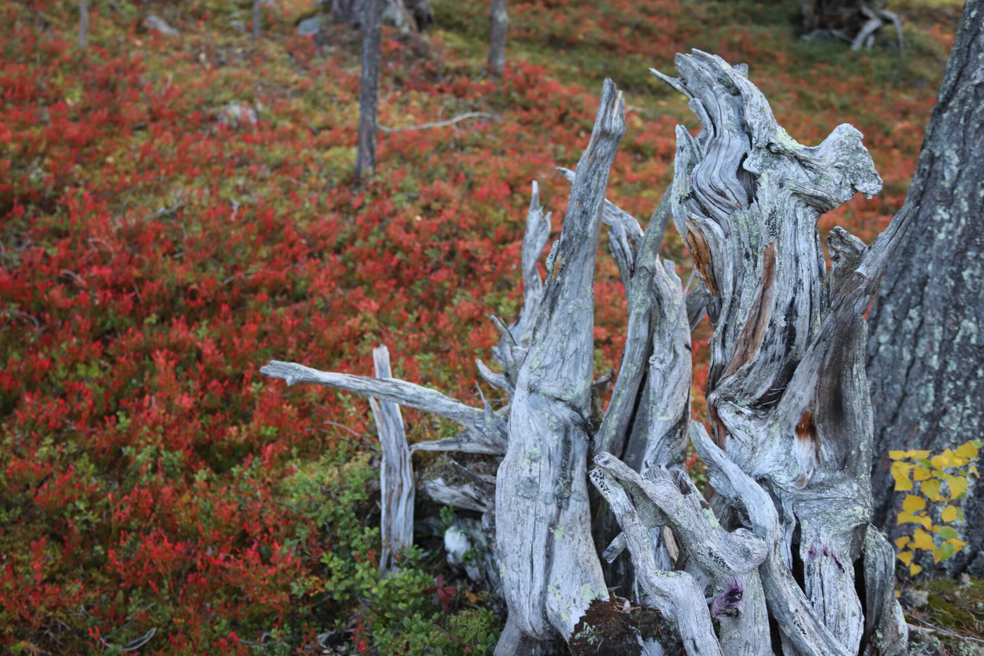 Valokuvaaja: Irja Lehtinen