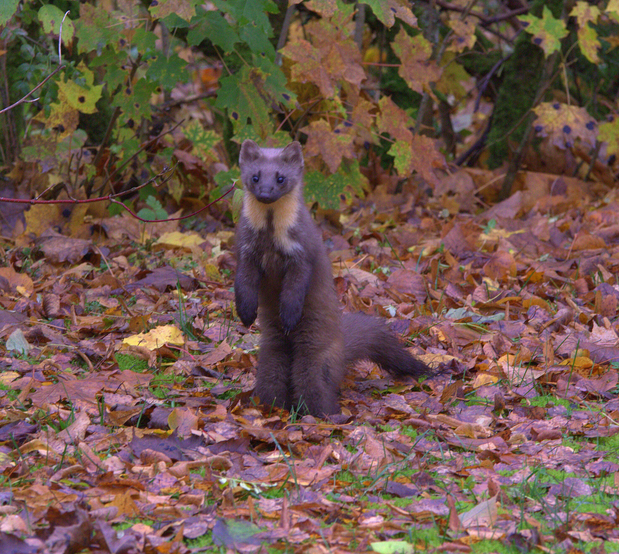 Valokuvaaja: tapio keinonen Valokuvaaja: tapio keinonen