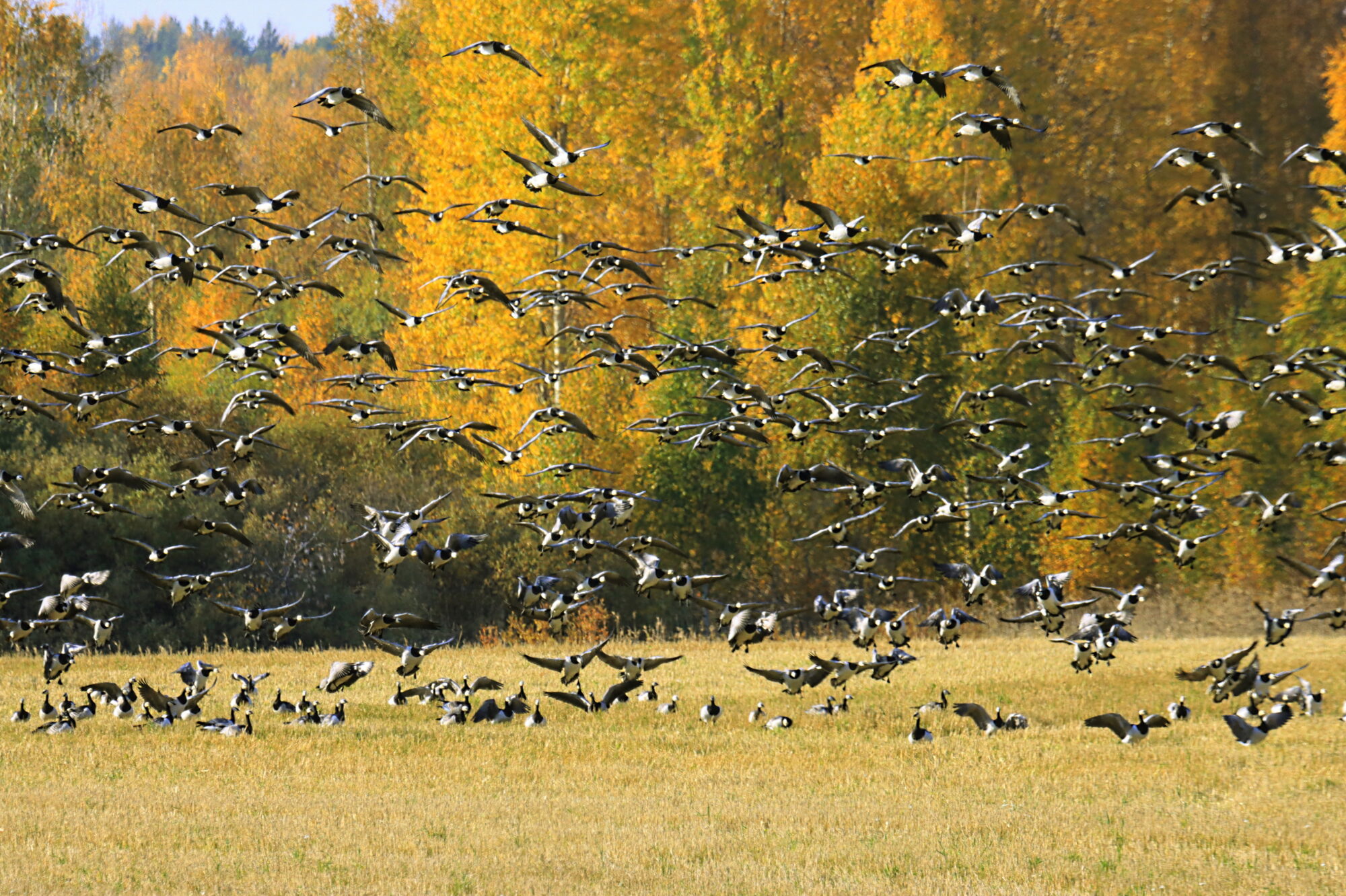 Valokuvaaja: Ritva Nieminen