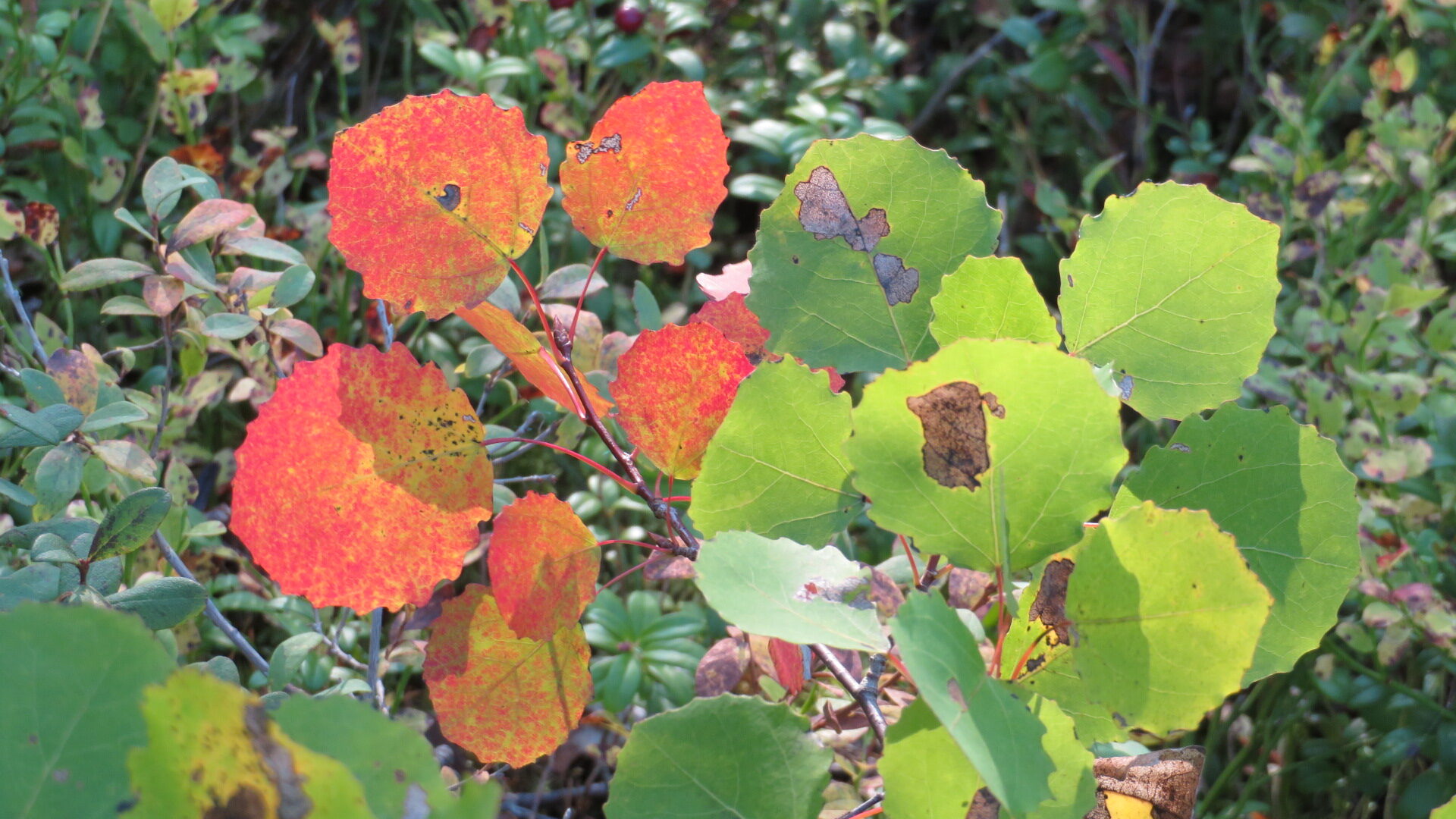 Valokuvaaja: Risto Kangassalo