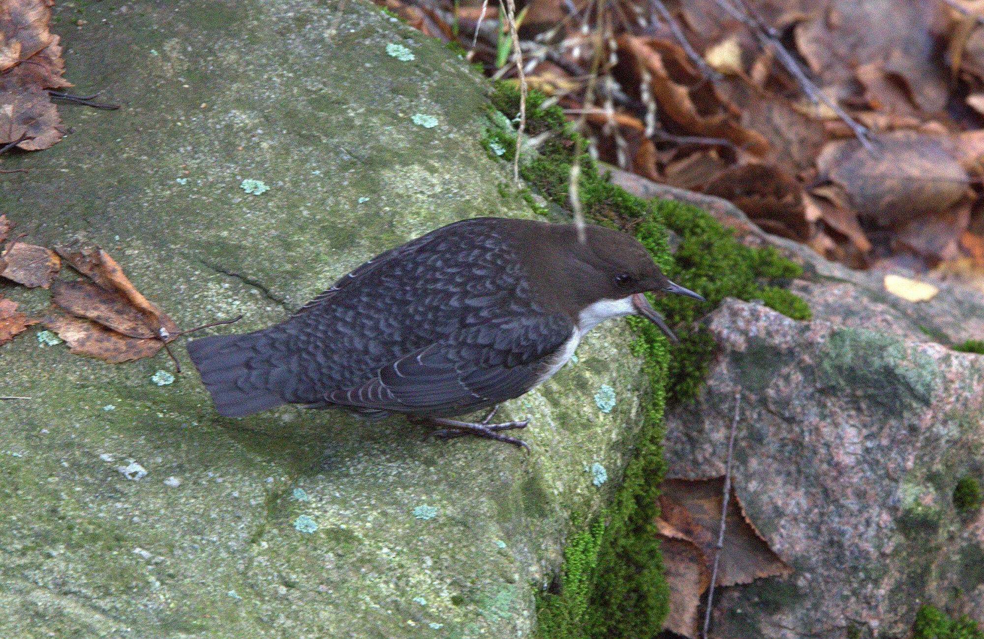 Valokuvaaja: tapio keinonen