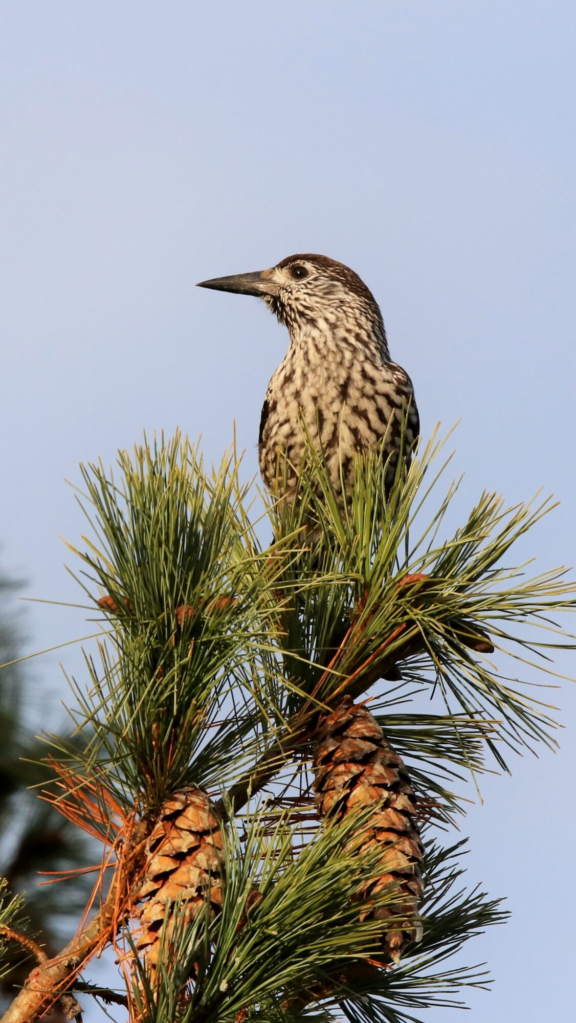 Valokuvaaja: Jarmo Muiniekka