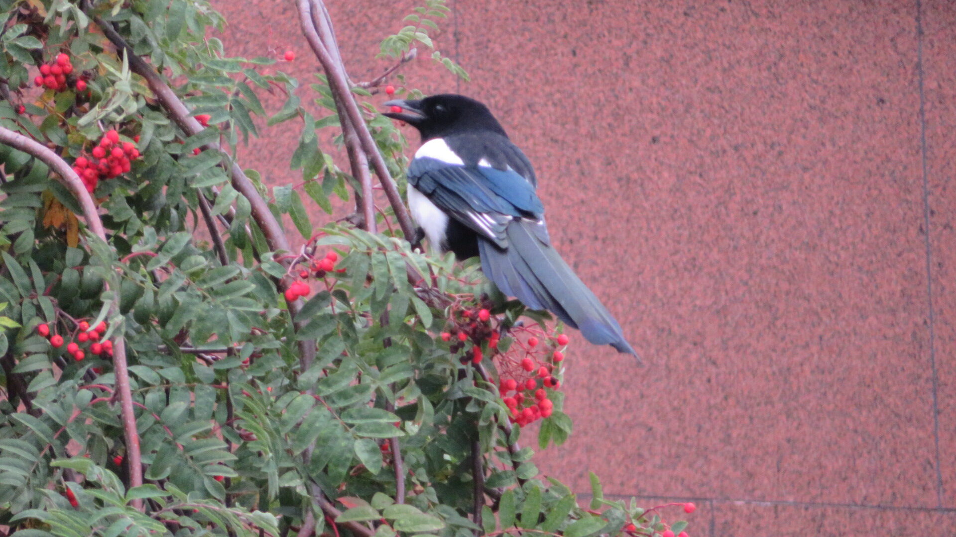 Valokuvaaja: Risto Kangassalo