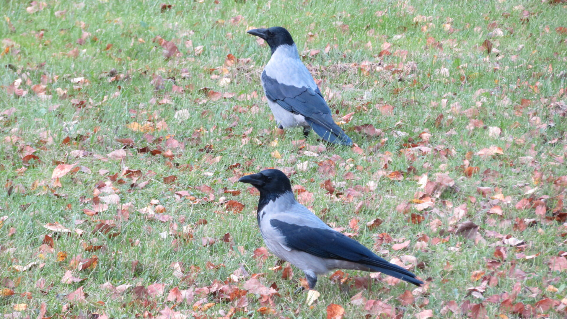 Valokuvaaja: Risto Kangassalo