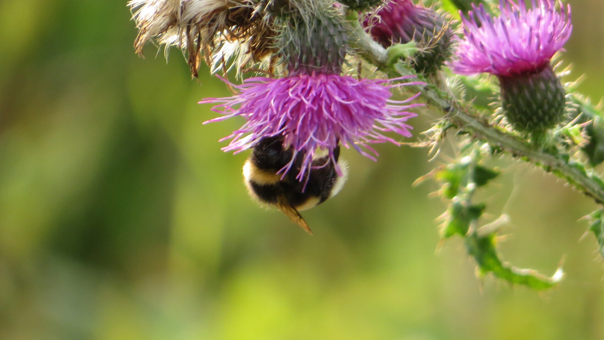 Valokuvaaja: Risto Kangassalo