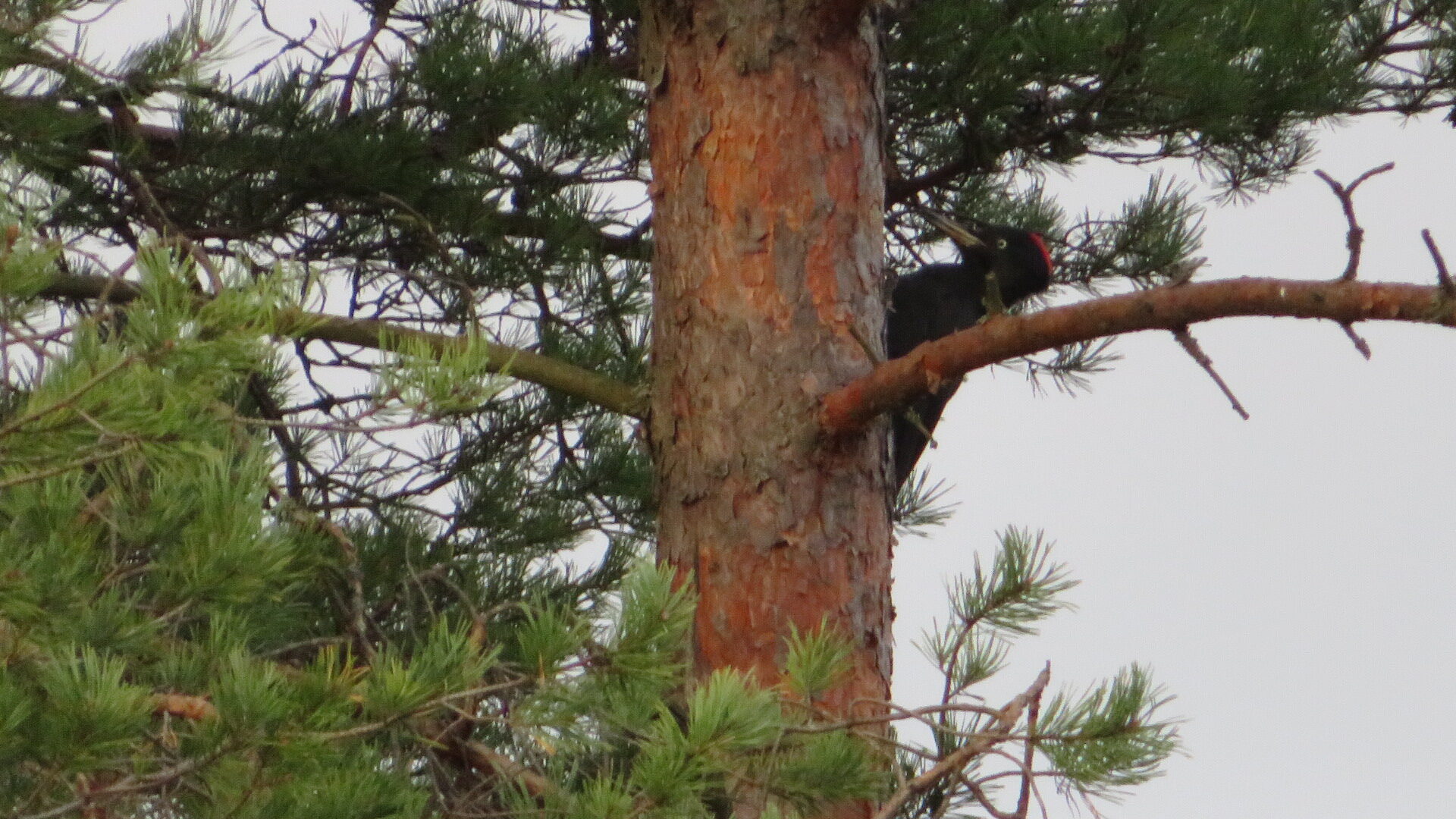 Valokuvaaja: Risto Kangassalo