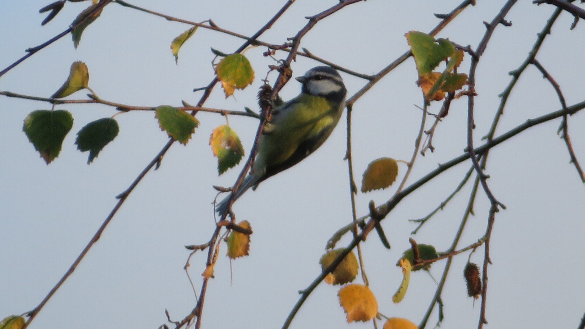 Valokuvaaja: Risto Kangassalo