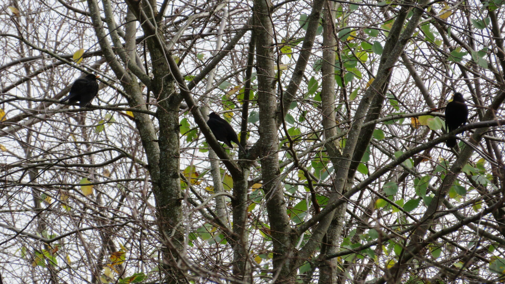 Valokuvaaja: Risto Kangassalo Valokuvaaja: Risto Kangassalo