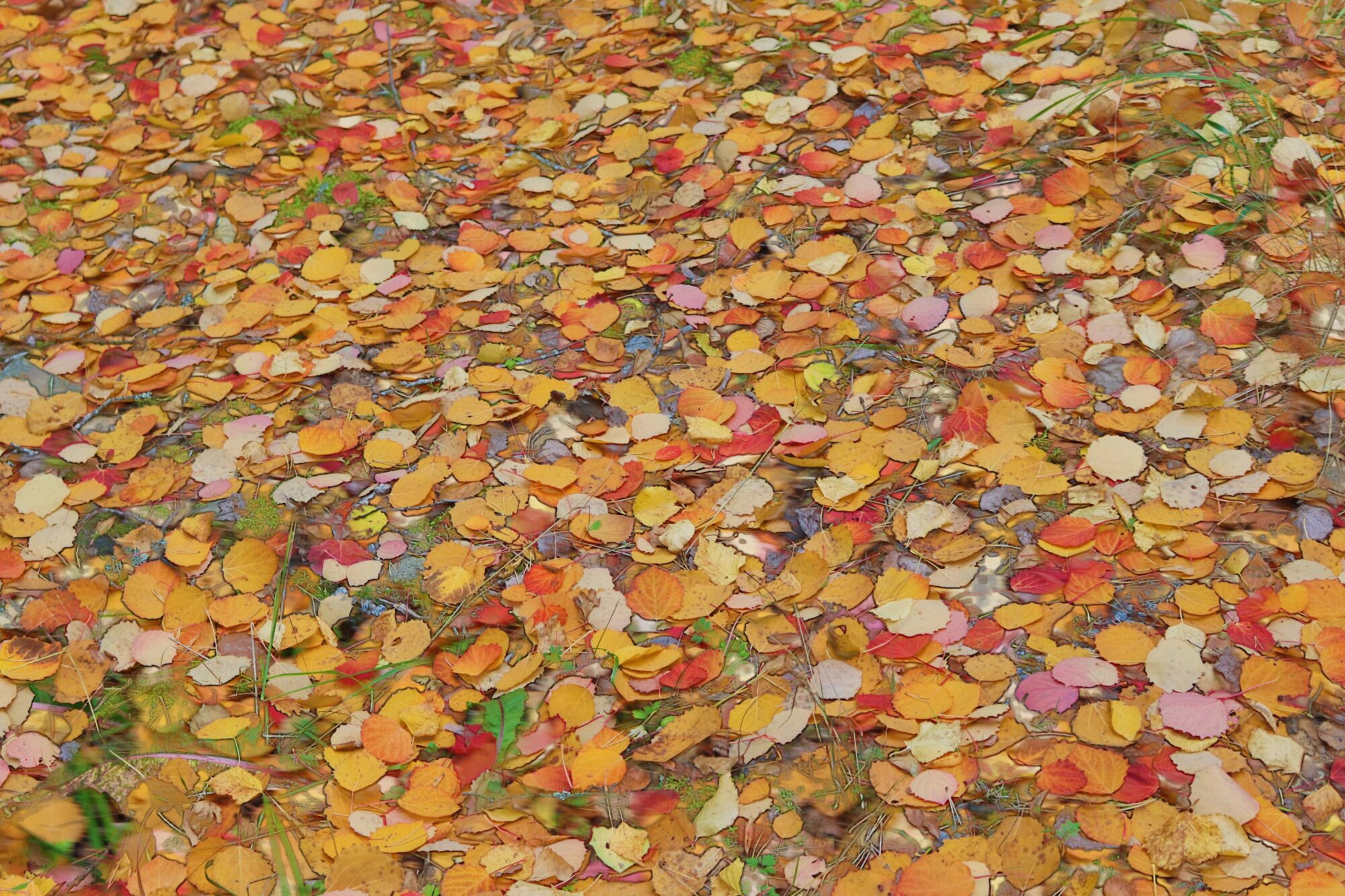 Valokuvaaja: Irja Lehtinen Valokuvaaja: Irja Lehtinen