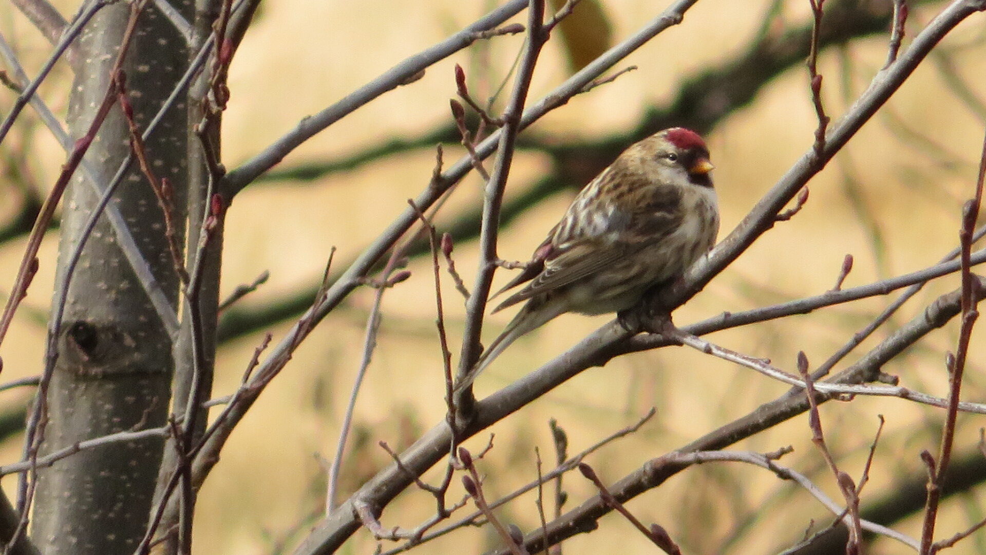 Valokuvaaja: Risto Kangassalo