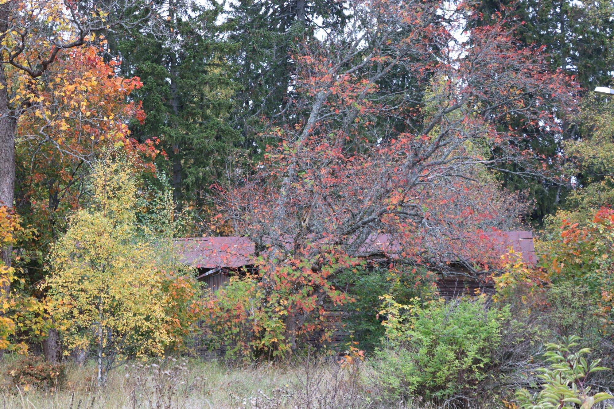 Valokuvaaja: Irja Lehtinen