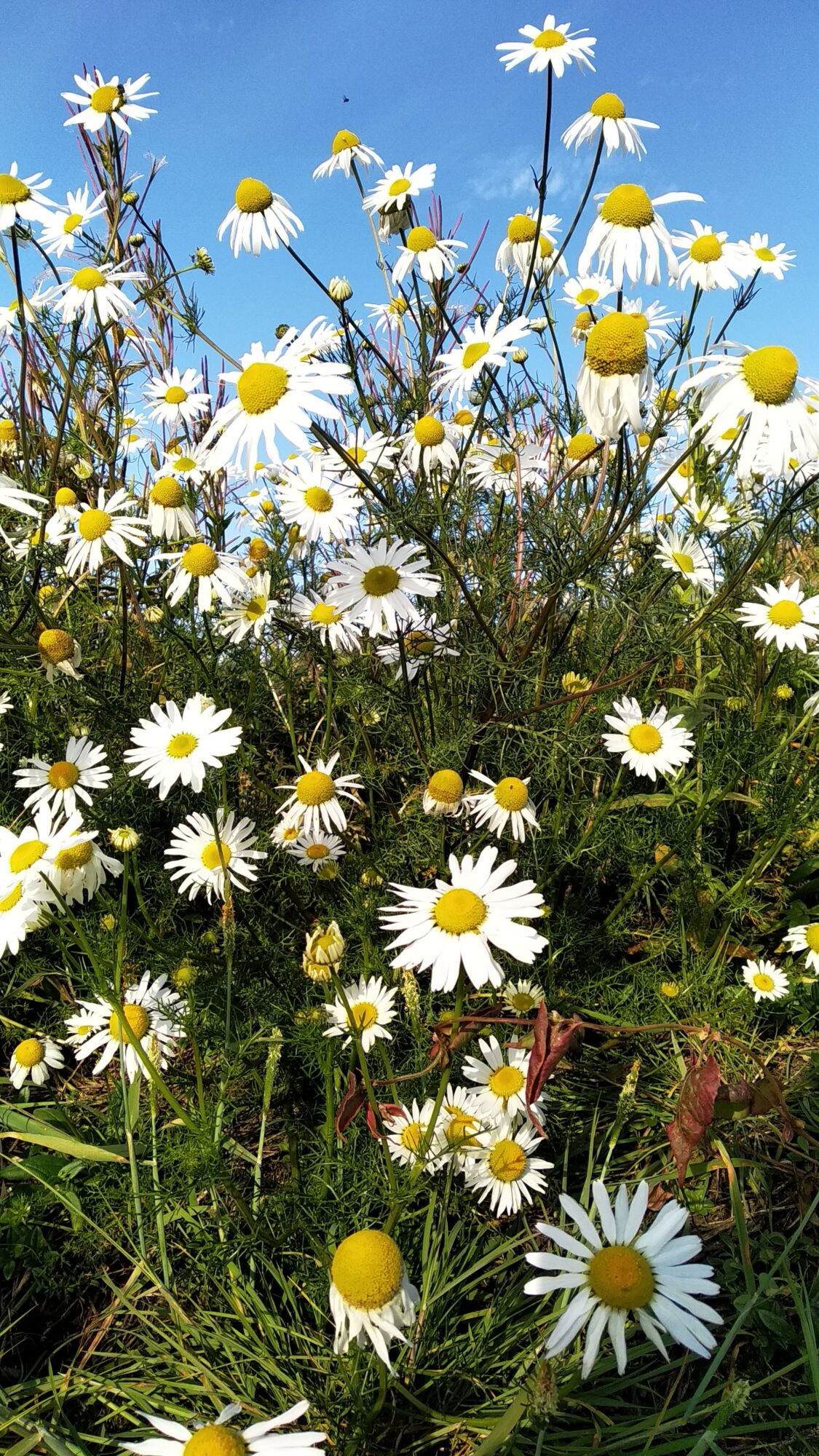 Valokuvaaja: Johanna Taralainen