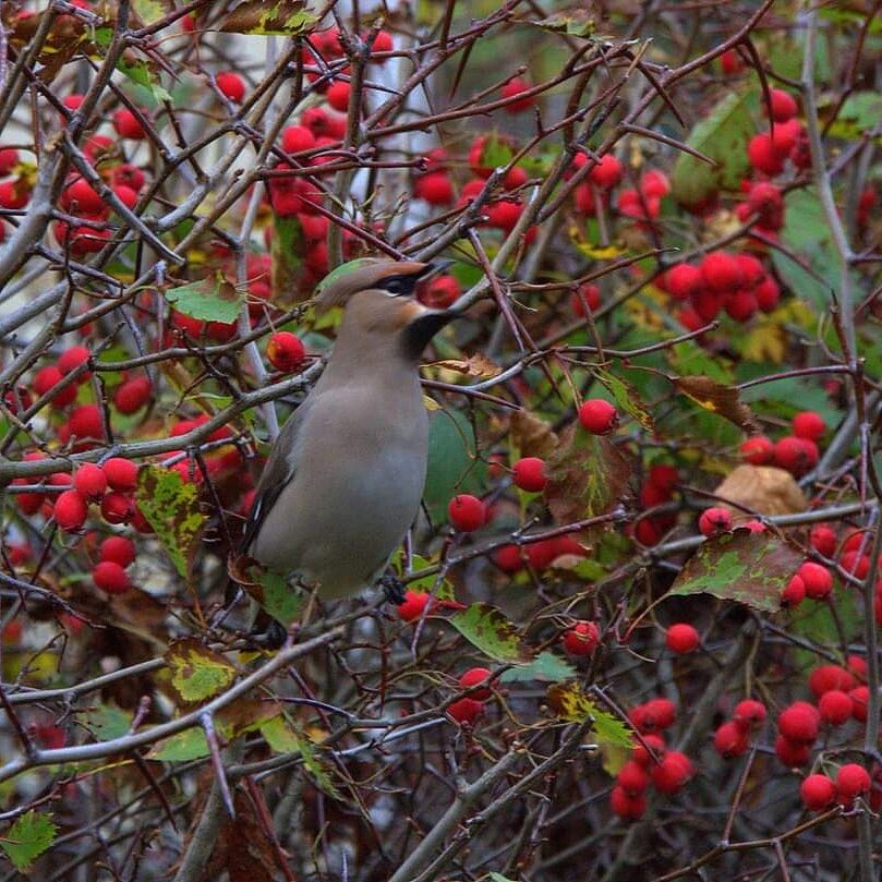 Valokuvaaja: Tapio Keinonen