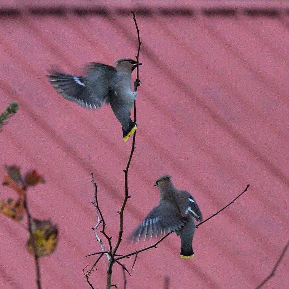 Valokuvaaja: Tapio Keinonen