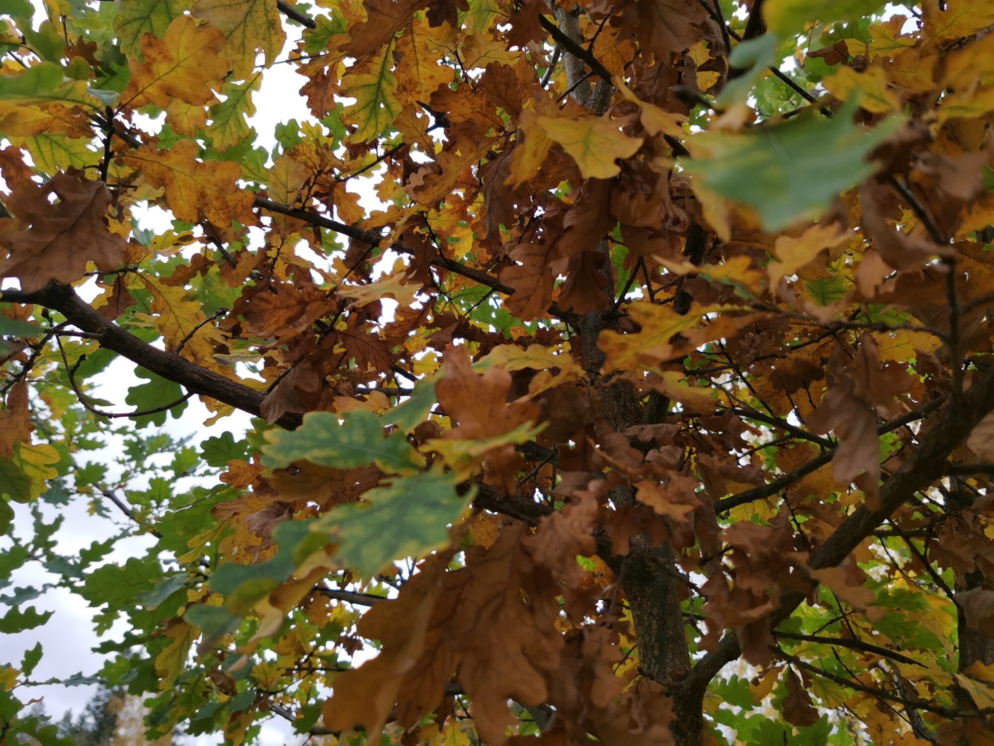 Valokuvaaja: Tapio Keinonen