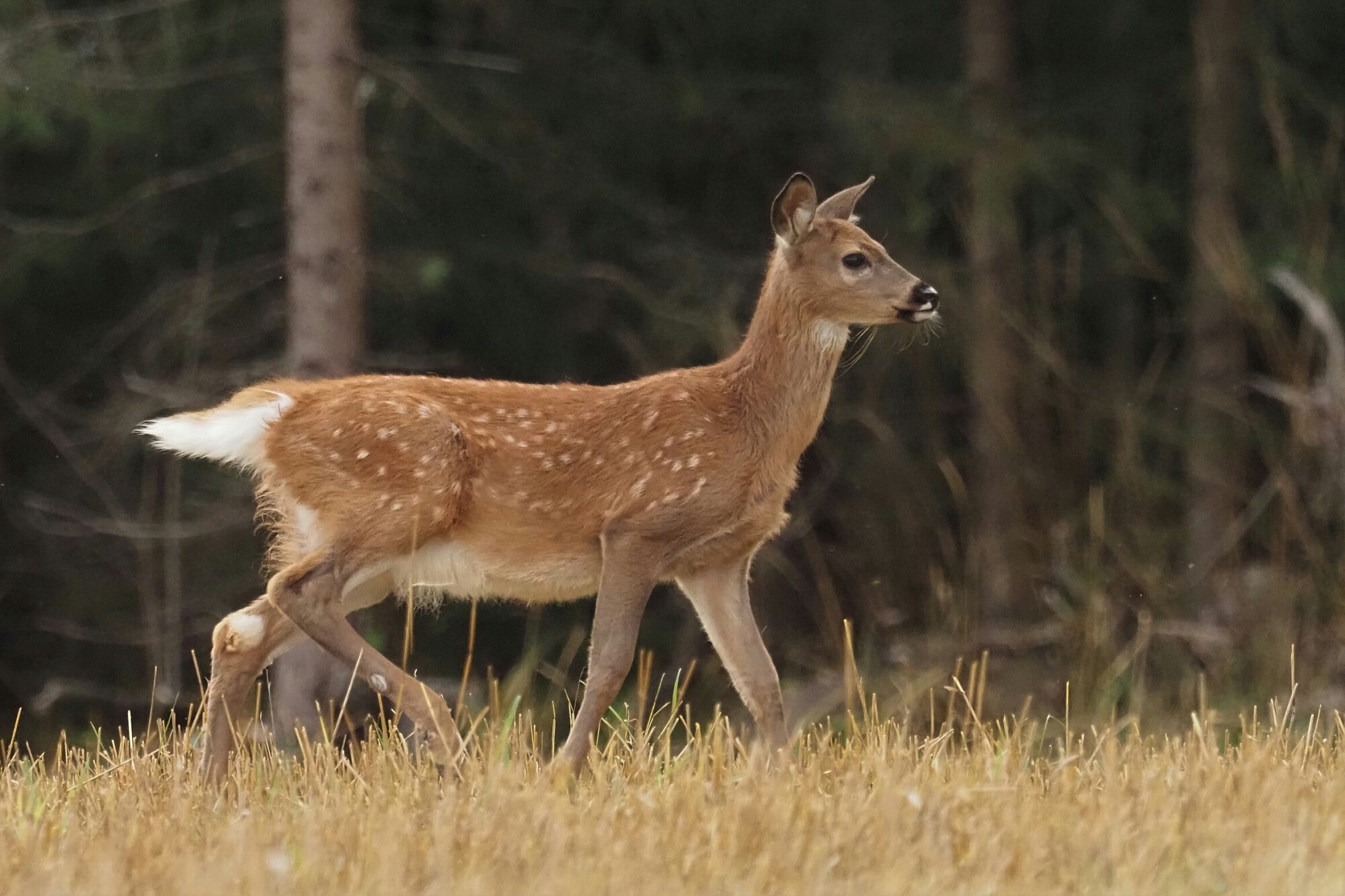 Valokuvaaja: Mikkola Irma