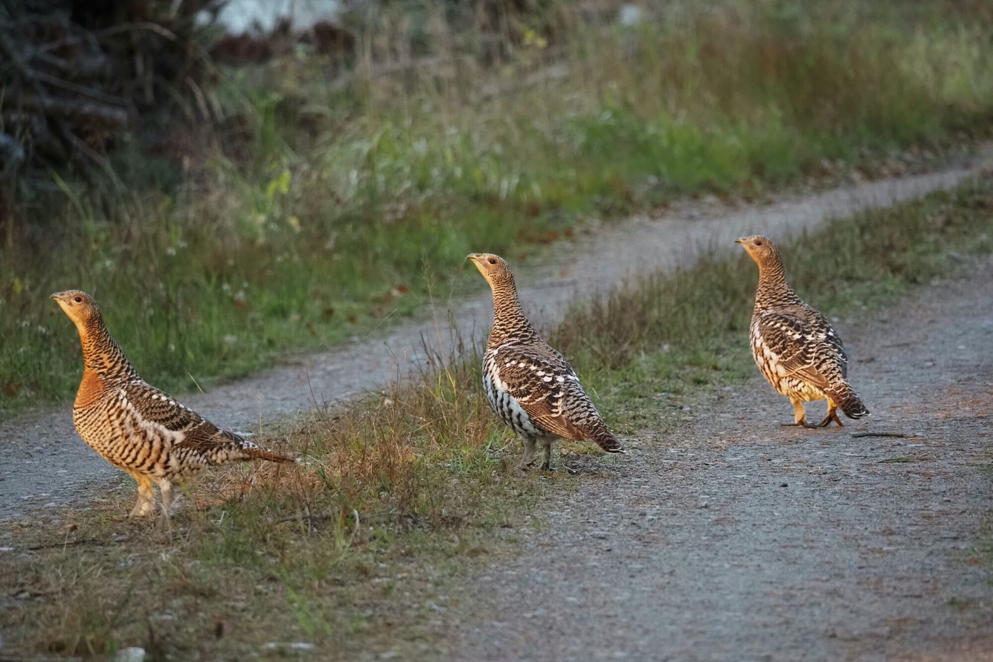 Valokuvaaja: Mikkola Irma