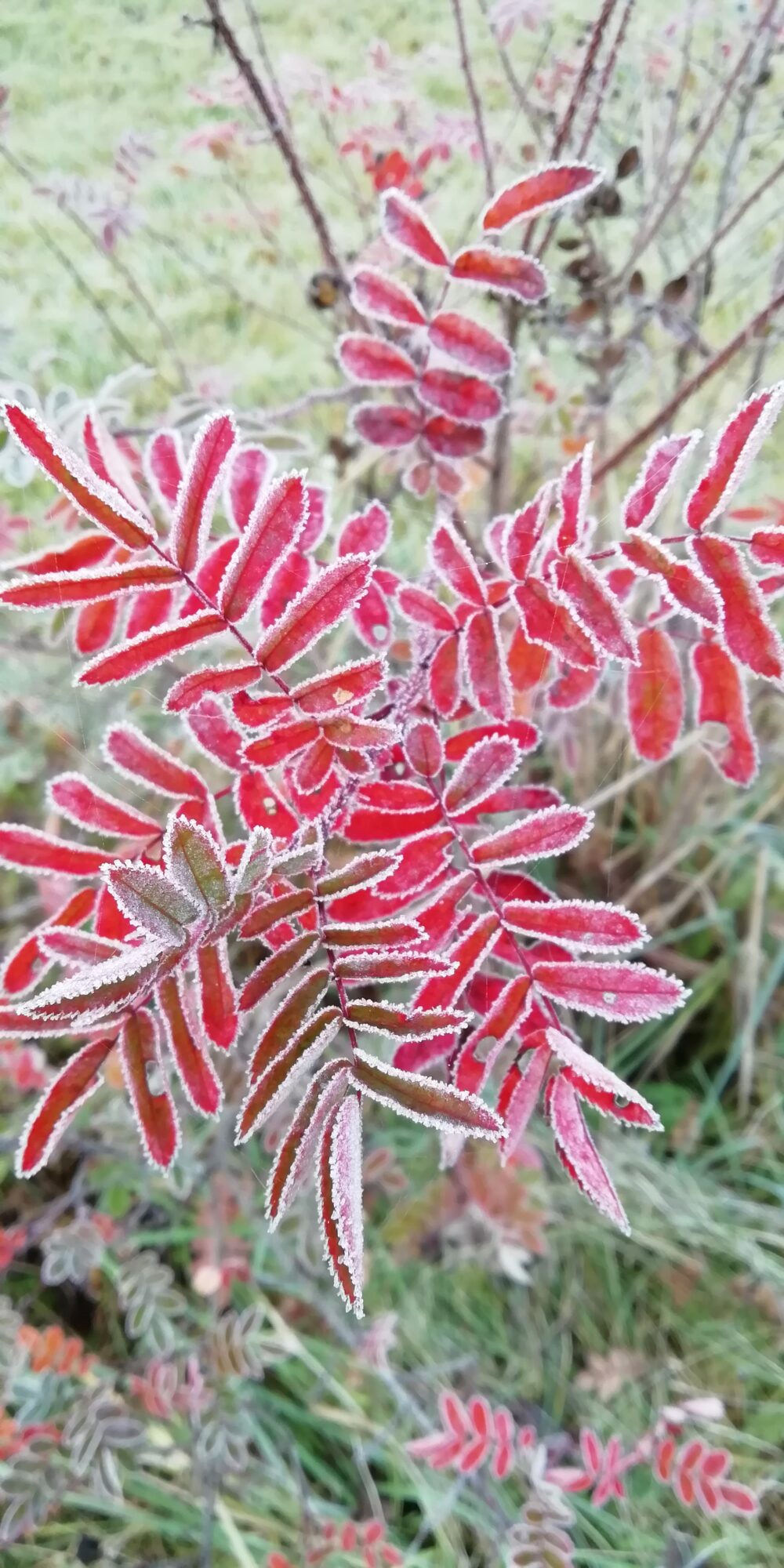 Valokuvaaja: Sari Viemerö