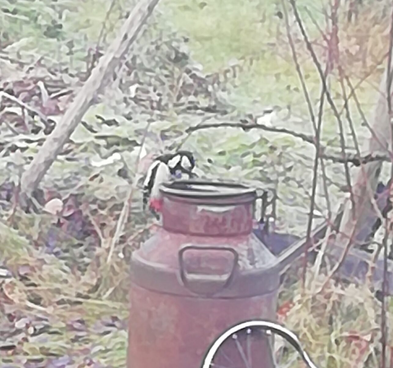 Valokuvaaja: Sari Viemerö