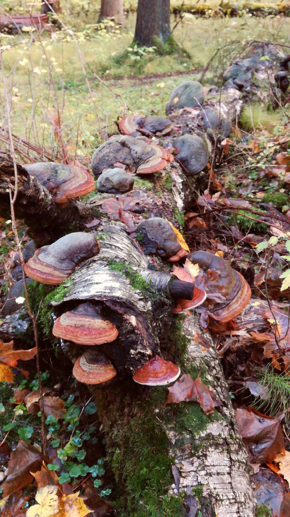 Valokuvaaja: Marketta Kokko