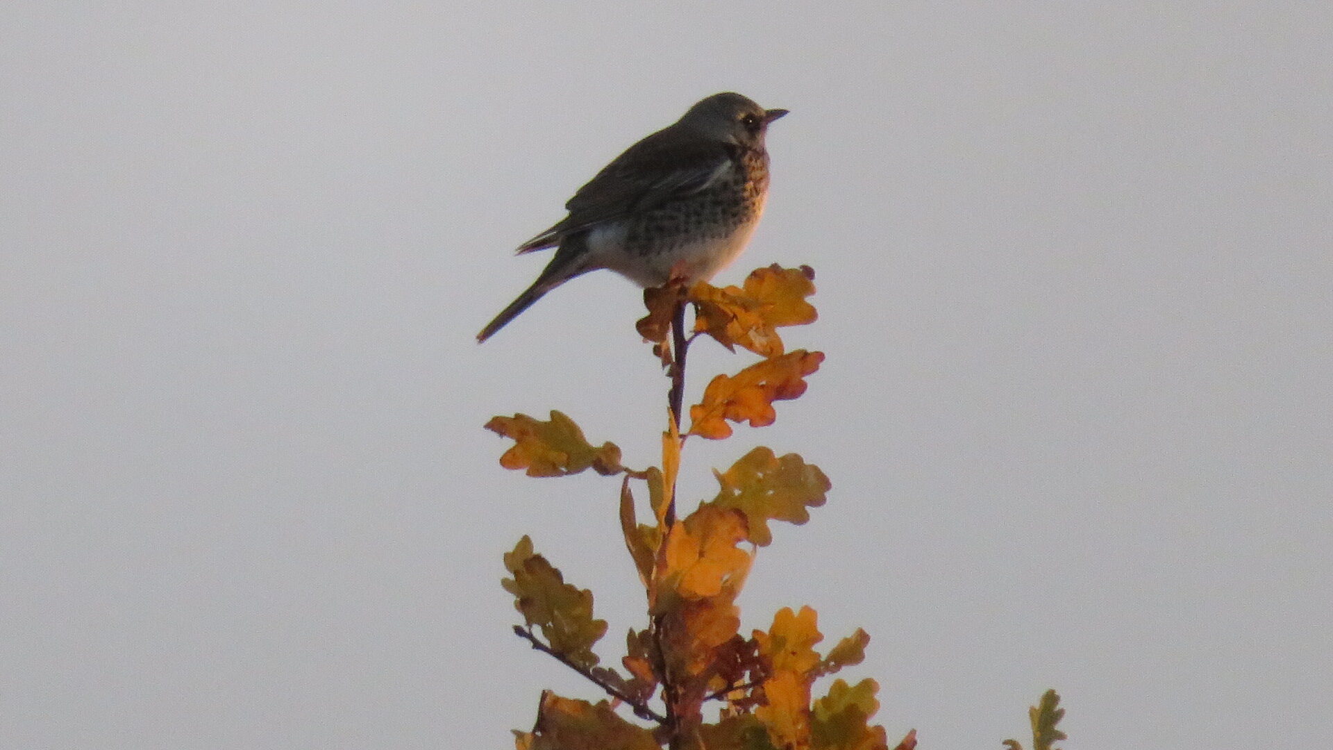 Valokuvaaja: Risto Kangassalo