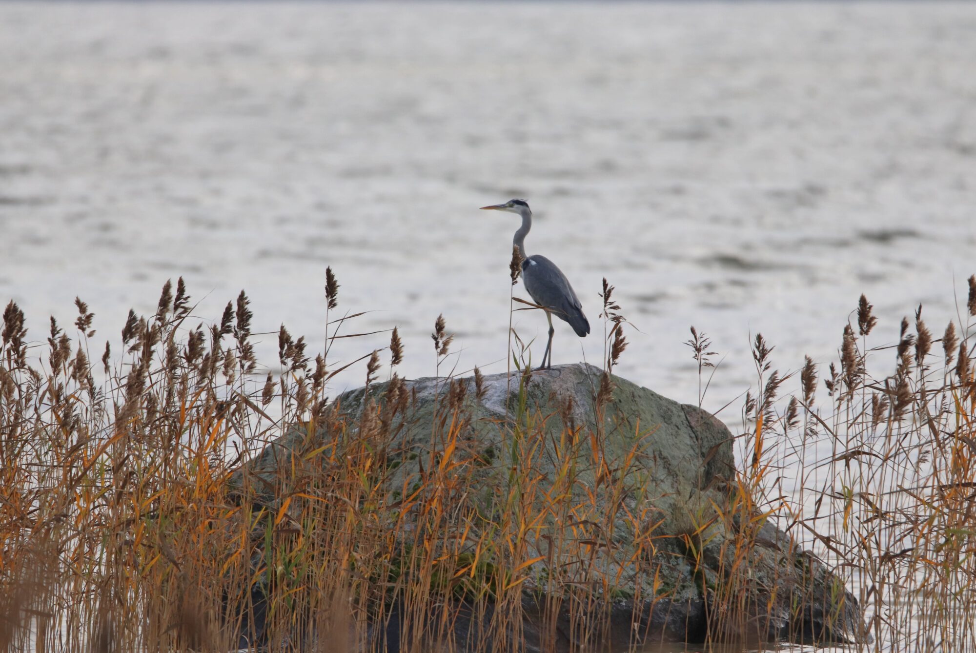 Valokuvaaja: Irja Lehtinen