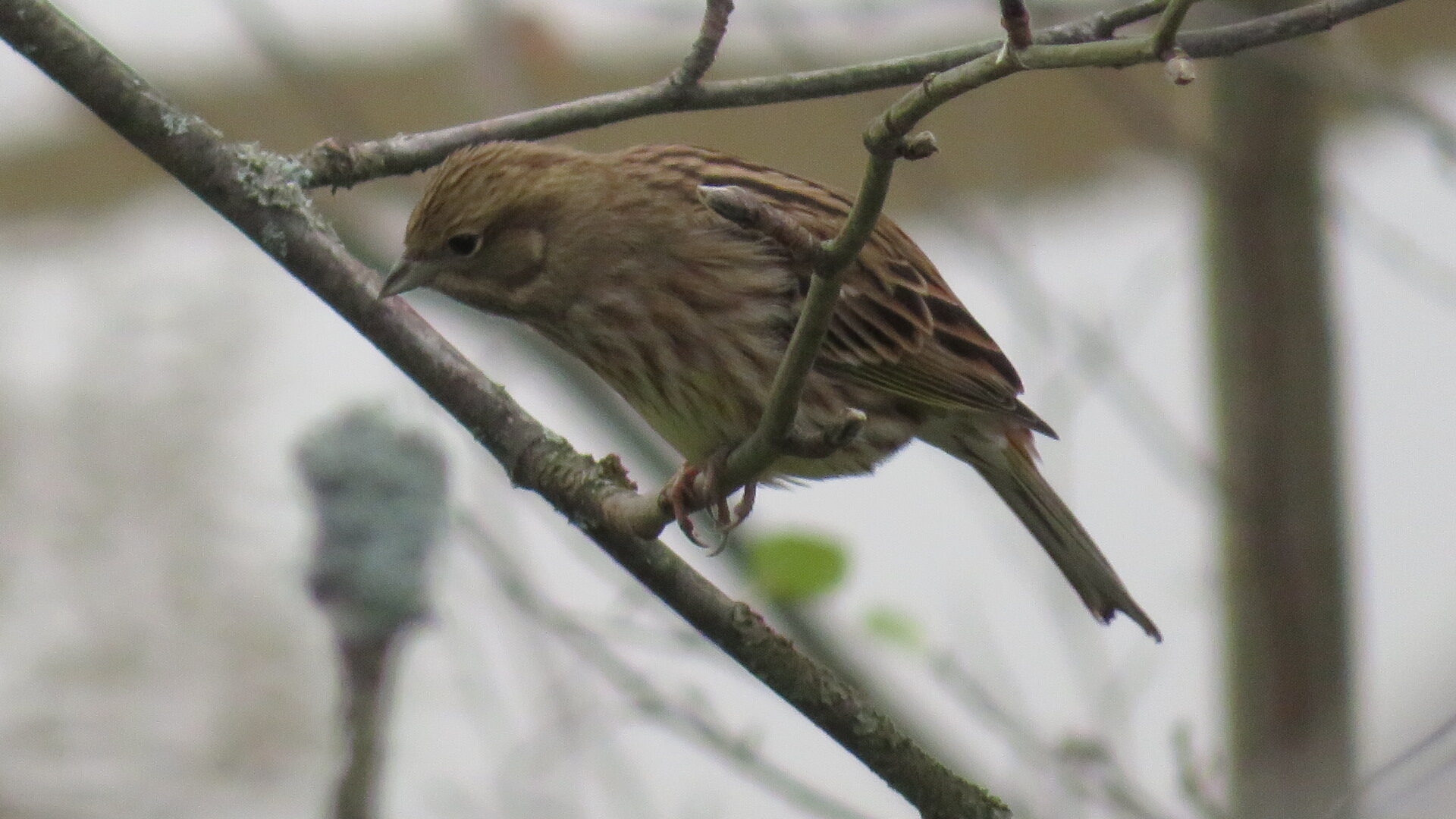 Valokuvaaja: Risto Kangassalo